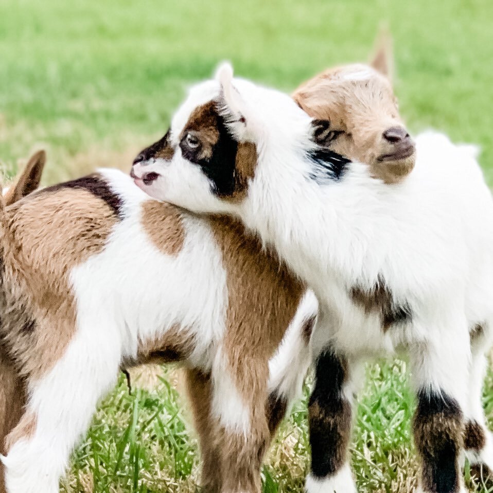 It&rsquo;s almost kidding season!  Who is ready for baby goats? 🙋🏼&zwj;♀️

#goatsofinstagram #goat #babyanimals #babygoats #lifeouthere #hobbyfarm #nigeriandwarfgoats #farmgirl #athensga