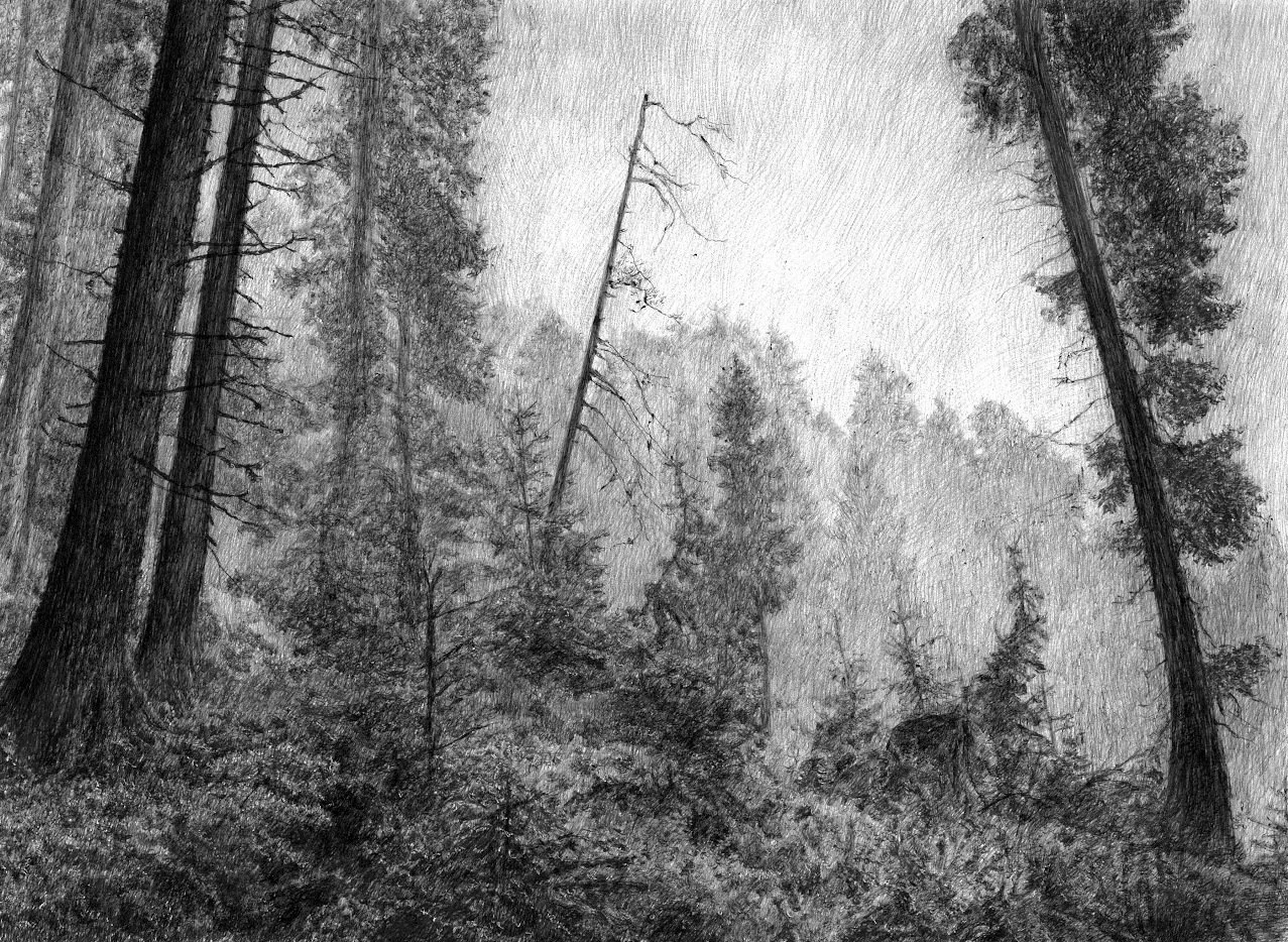 forest.jpg
