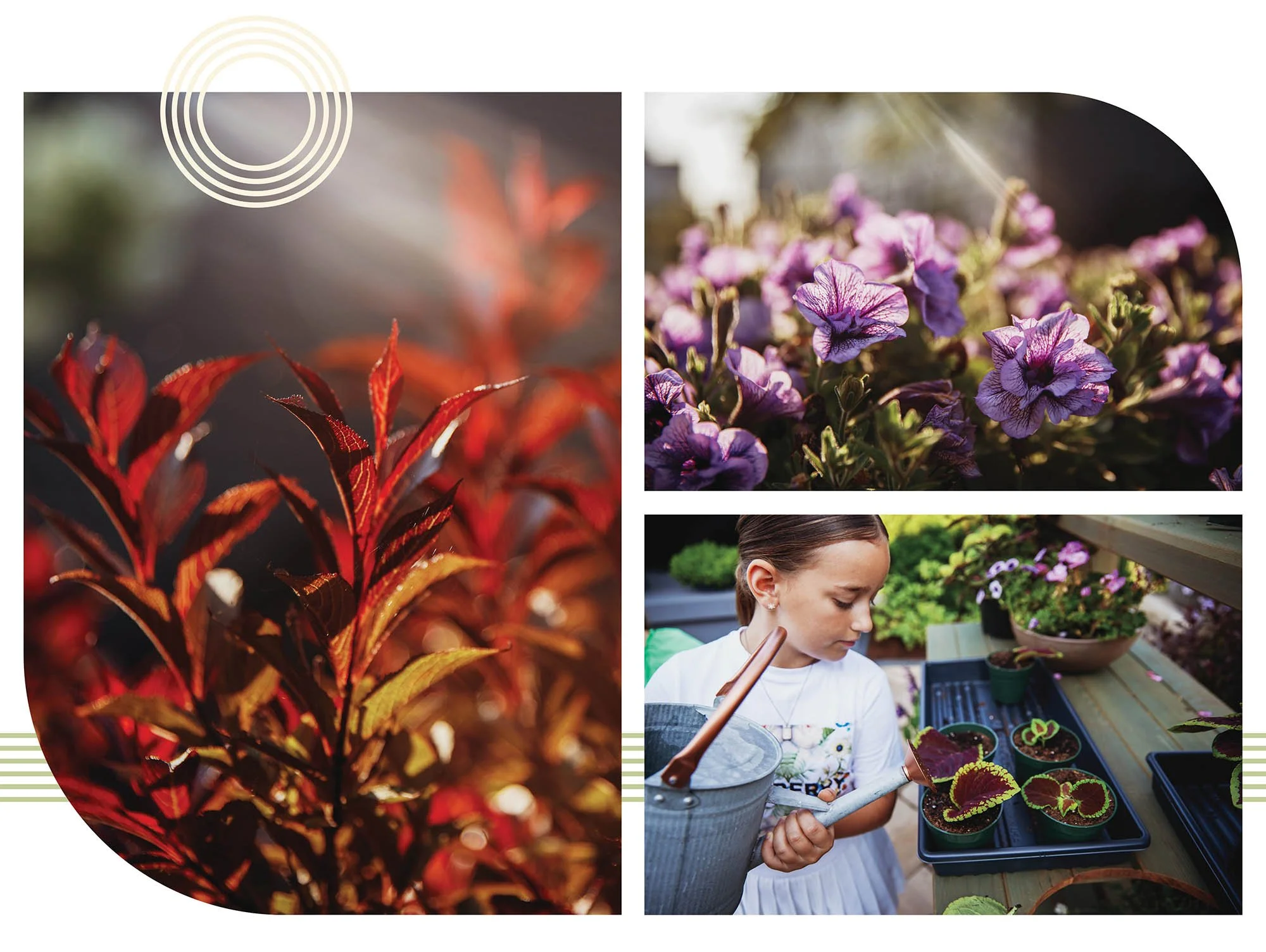 Three collage photographs of a red color plants, lavender plant and a young girl watering a plant garden outside.