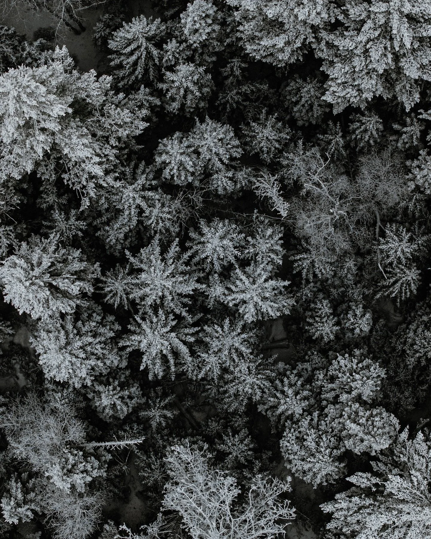 Snowflakes or treetops? Canada is a whole other world from the drone. 

Don&rsquo;t forget to check out the print shop to snag some updated winter prints!