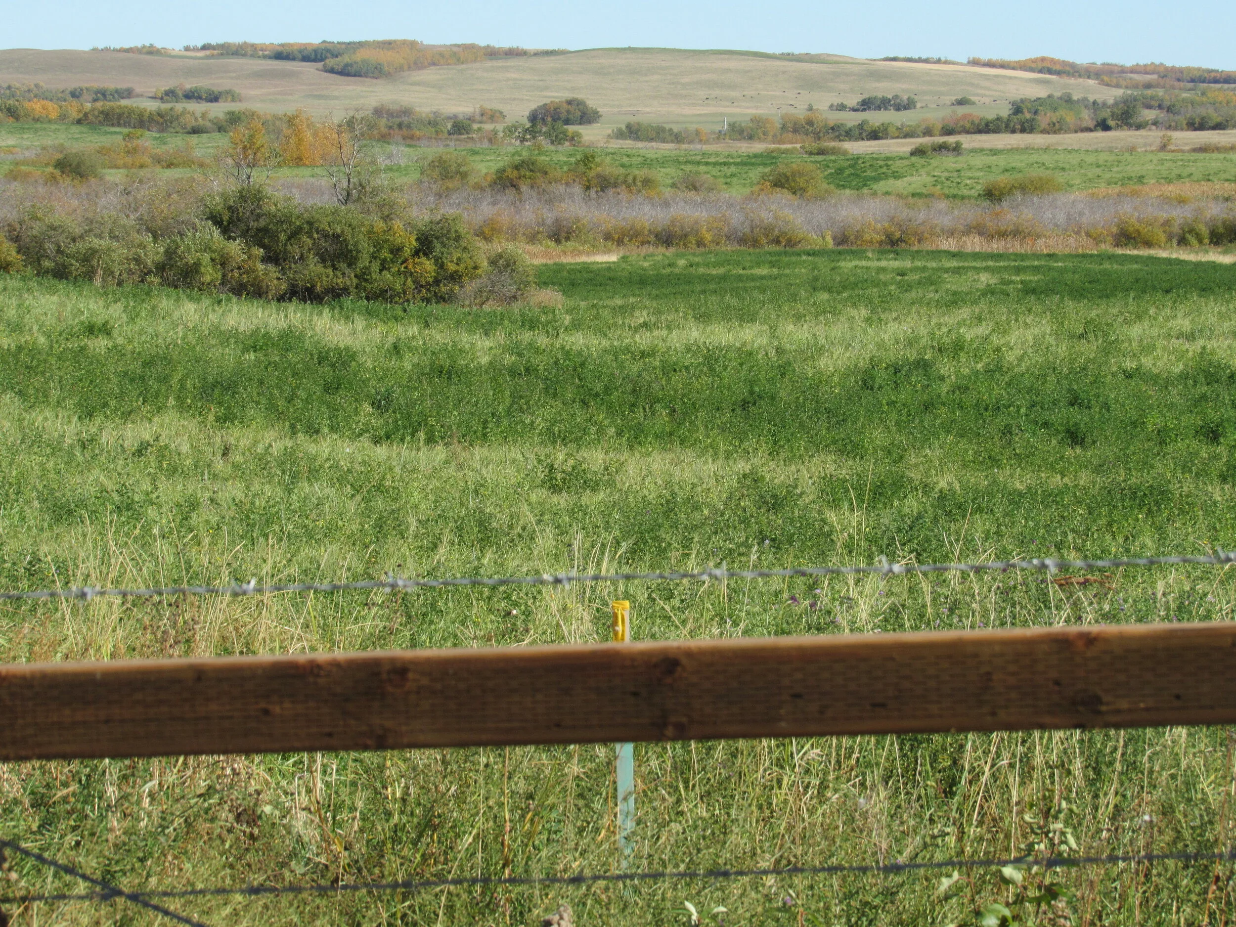 Ducks unlimited — Stewart Auctions