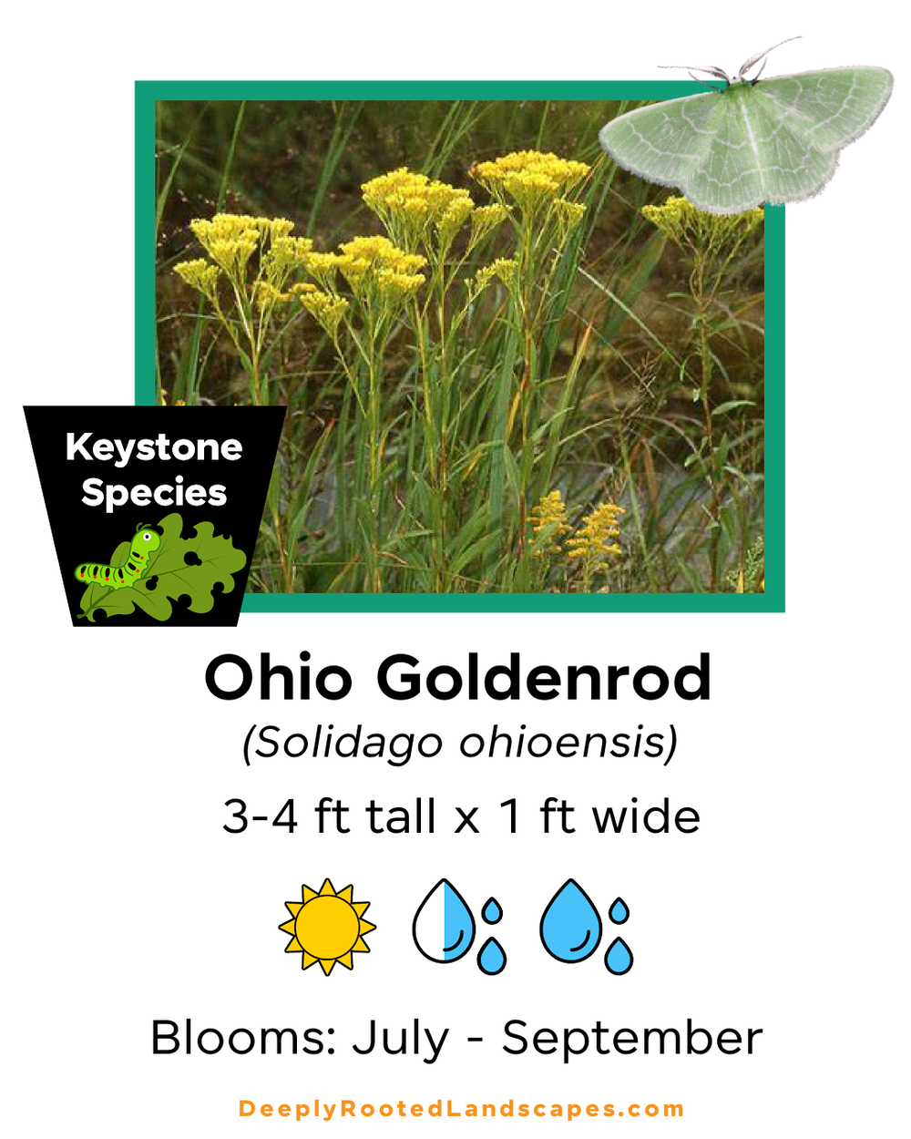 Ohio Goldenrod  (Solidago ohioensis).png