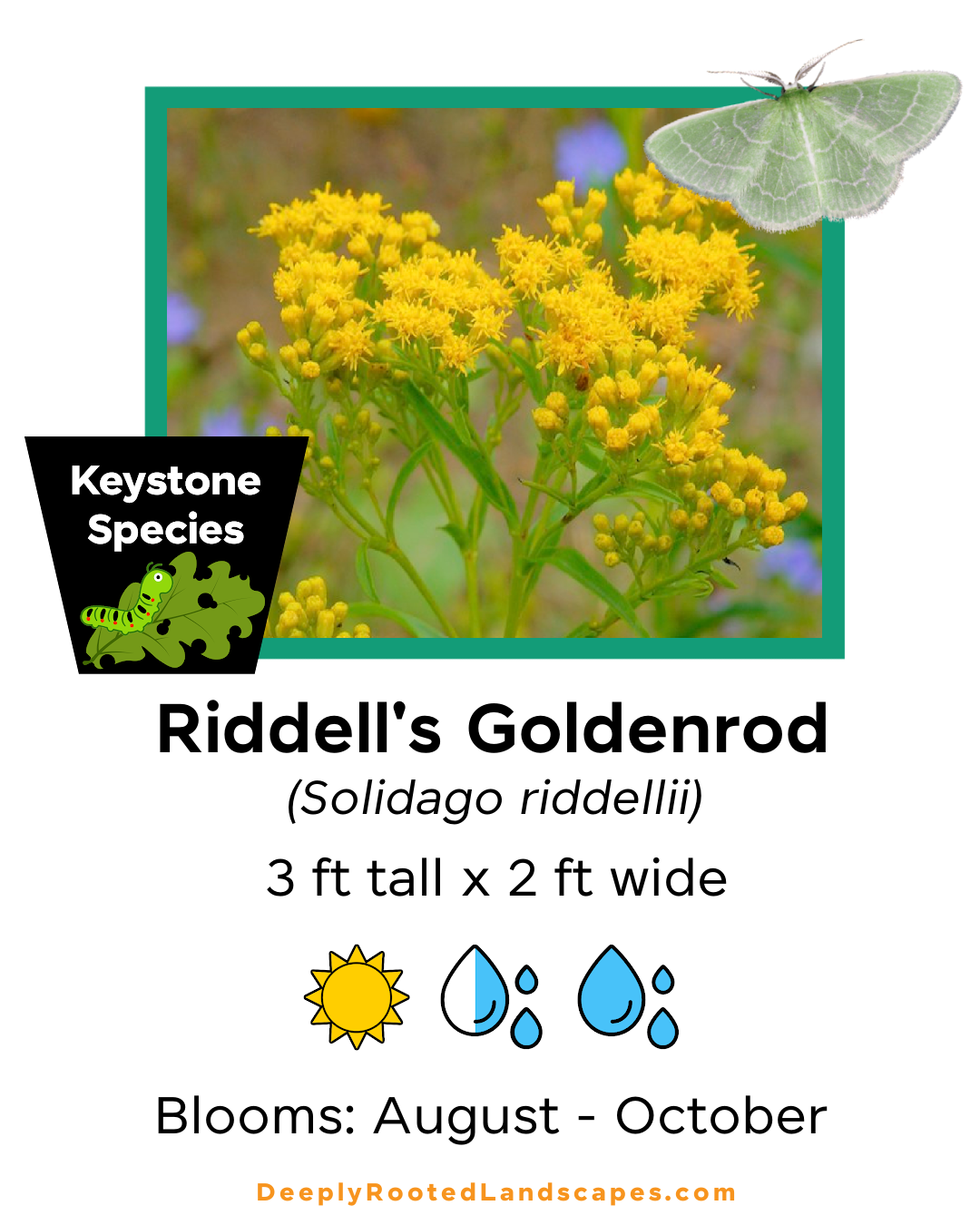 Riddell's Goldenrod  (Solidago riddellii).png