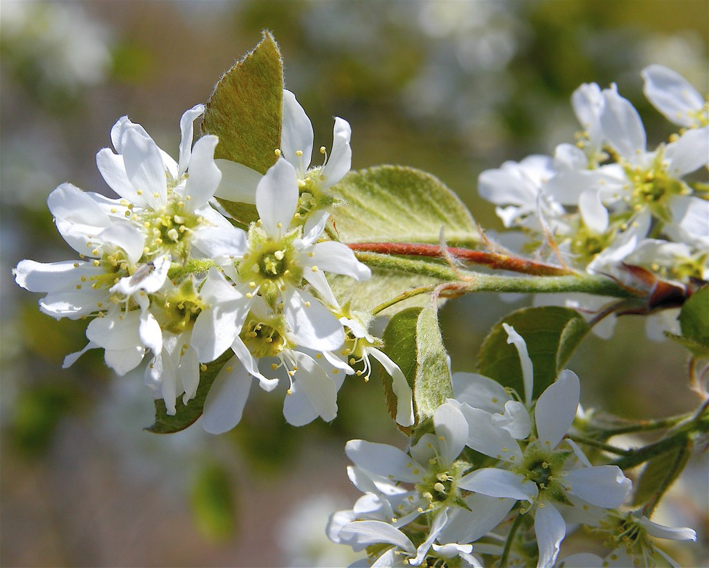 Growing a Sensory Garden: The Beauty of Fragrant Native Plants — Deeply ...