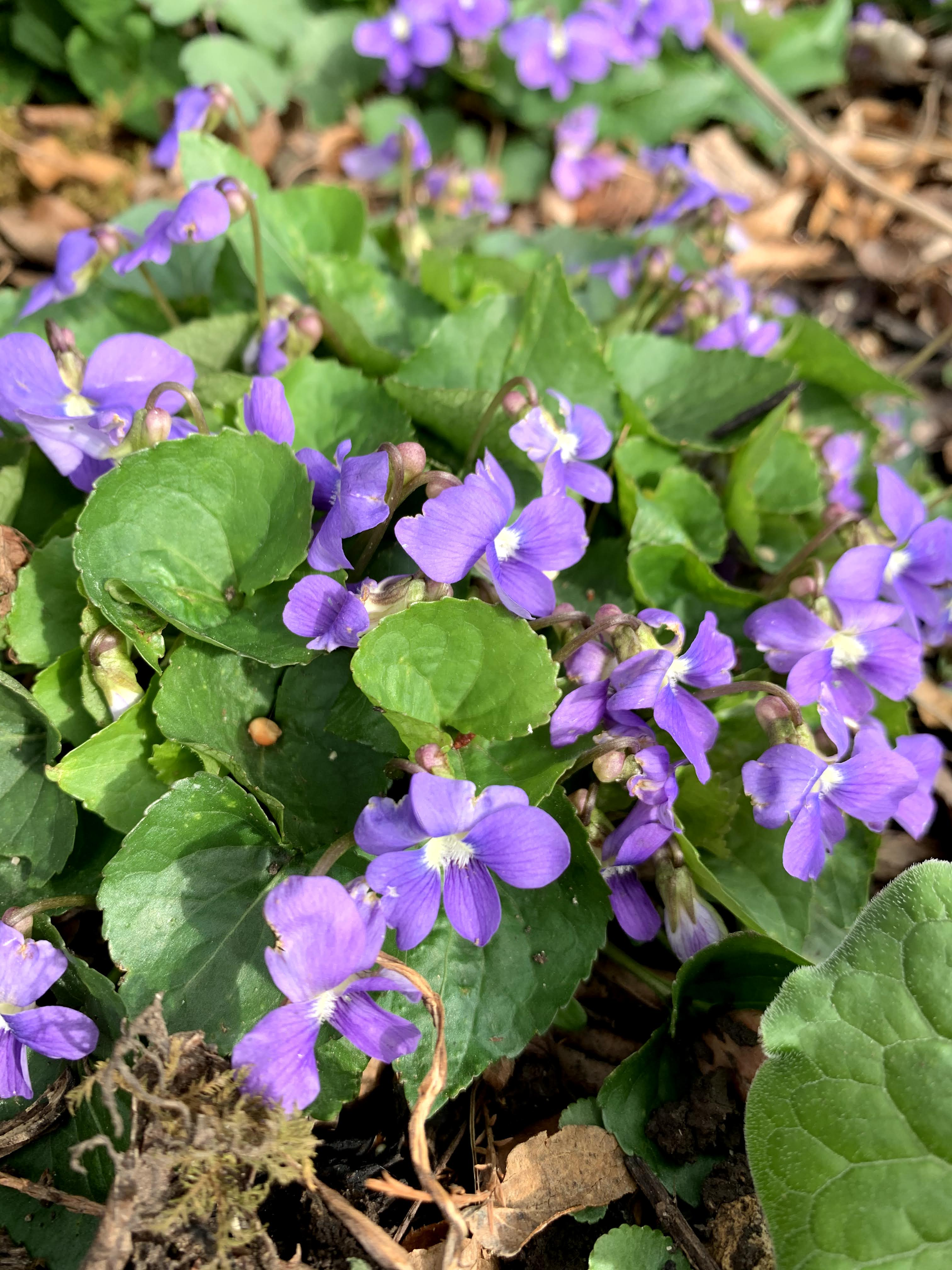Growing a Sensory Garden: The Beauty of Fragrant Native Plants — Deeply ...