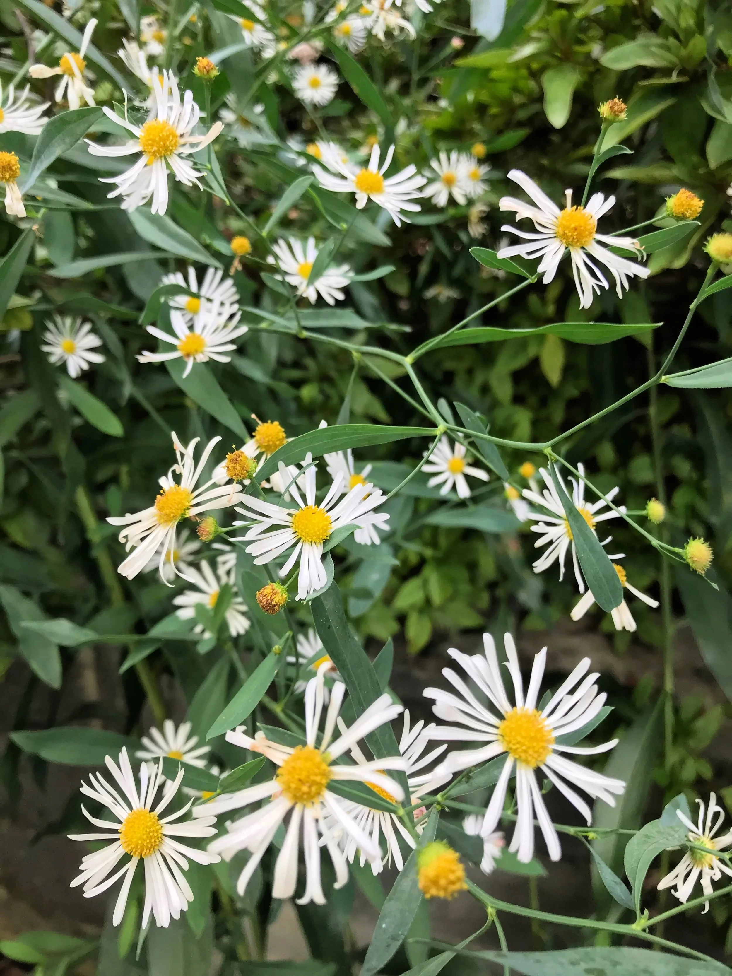 Creating a Moon Garden for Bats: Native Plants that Support Nocturnal ...