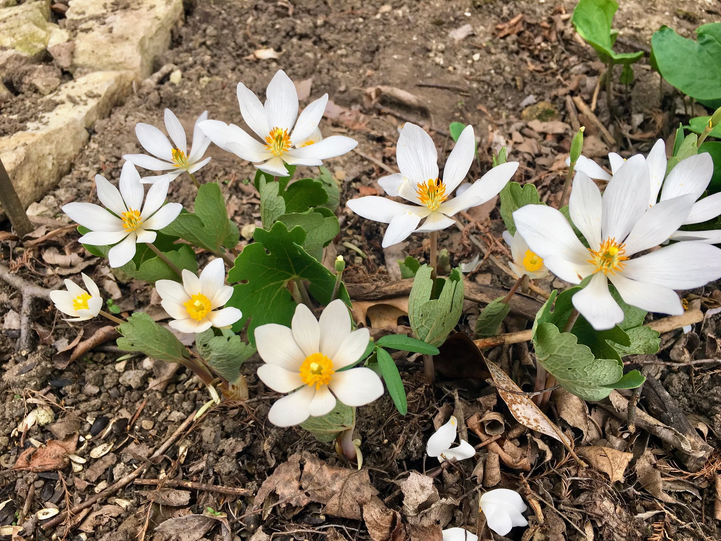 Creating a Moon Garden for Bats: Native Plants that Support Nocturnal ...