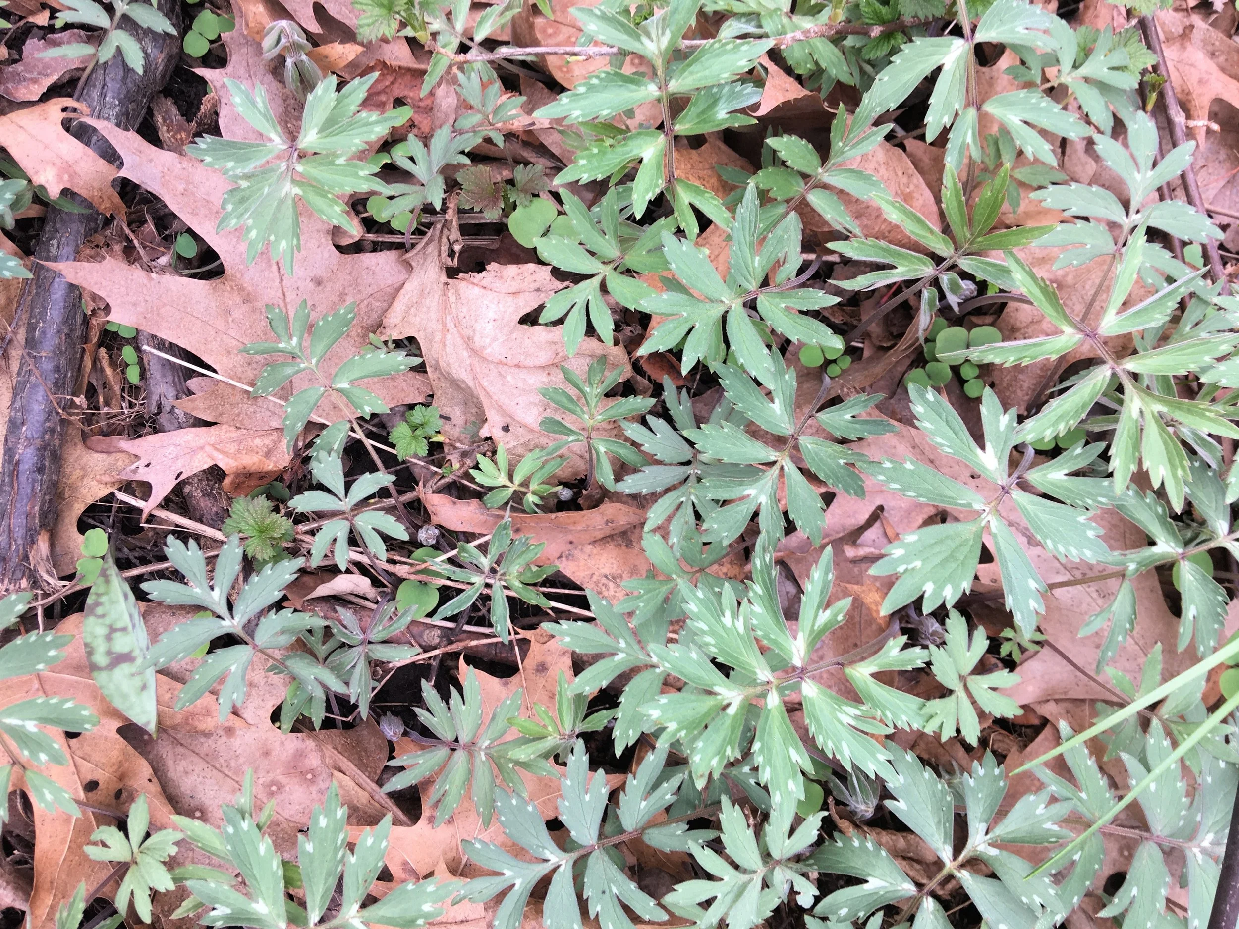Creating a Moon Garden for Bats: Native Plants that Support Nocturnal ...