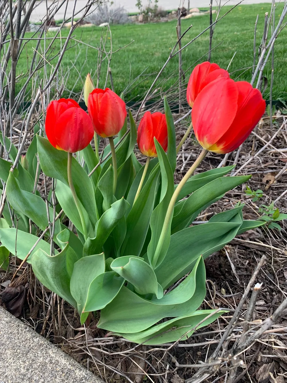 Tulips