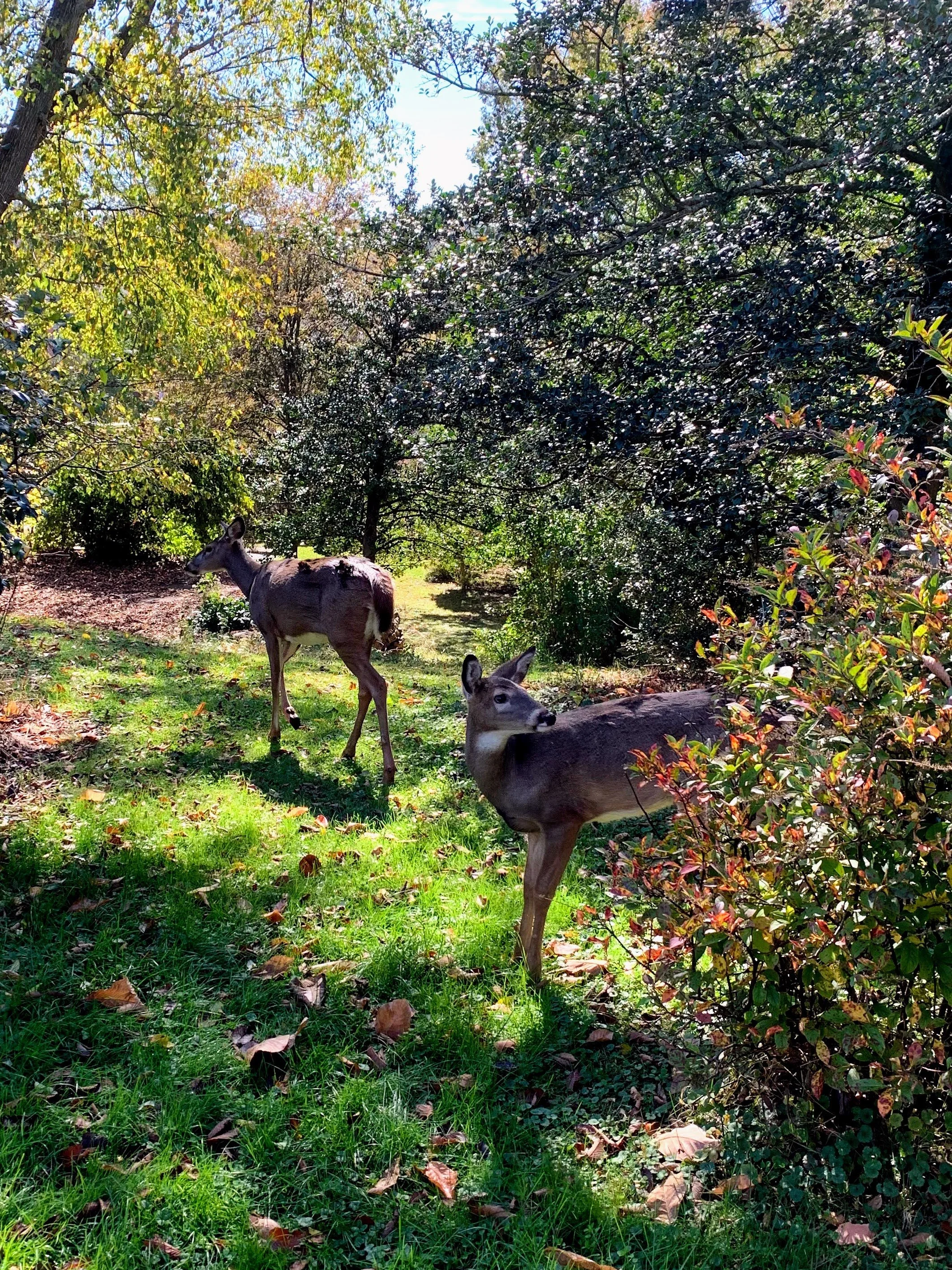 Gardening with Deer and Rabbits