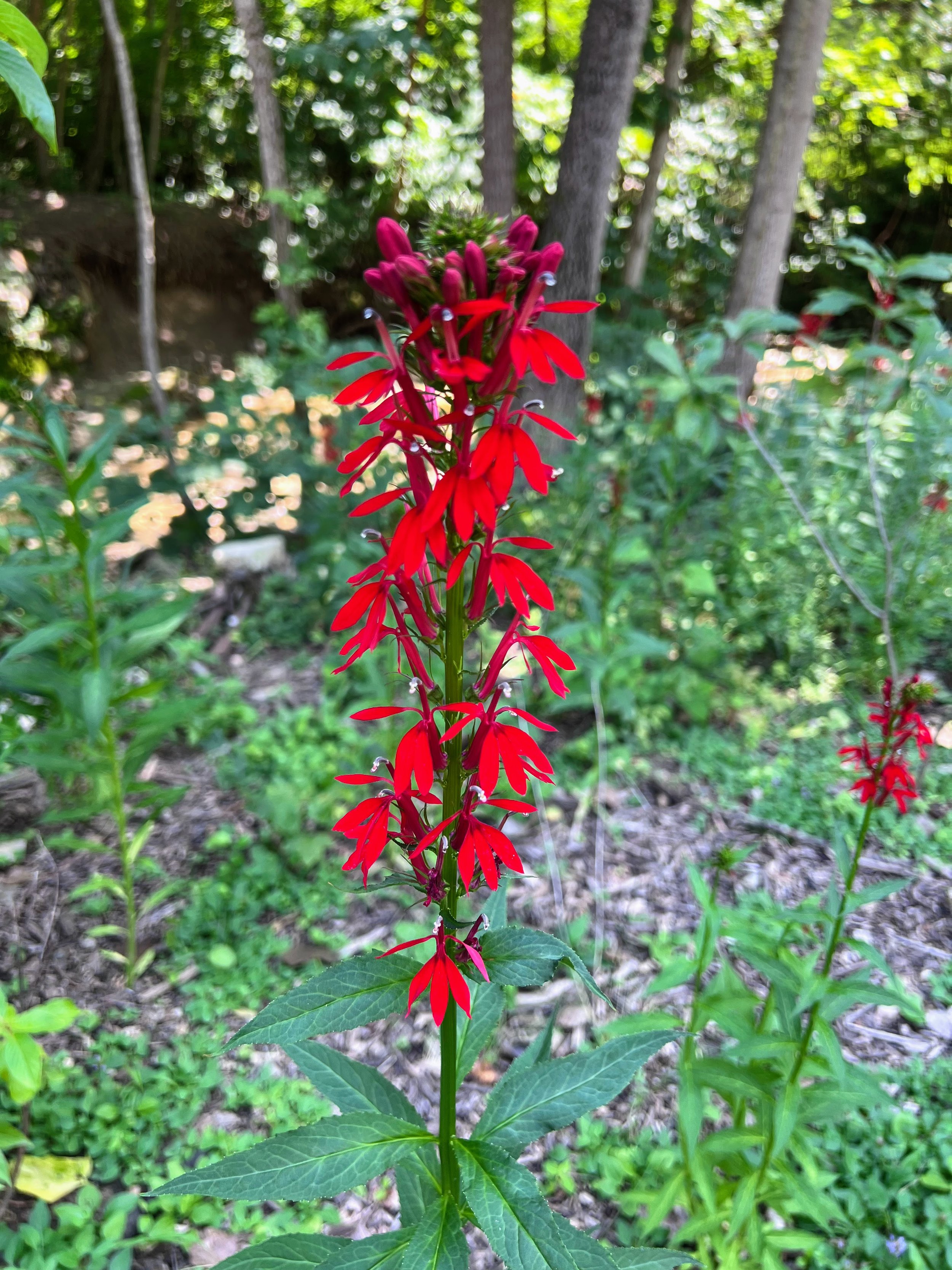 Cardinal Flower (Lobelia cardinalis) 2.jpg