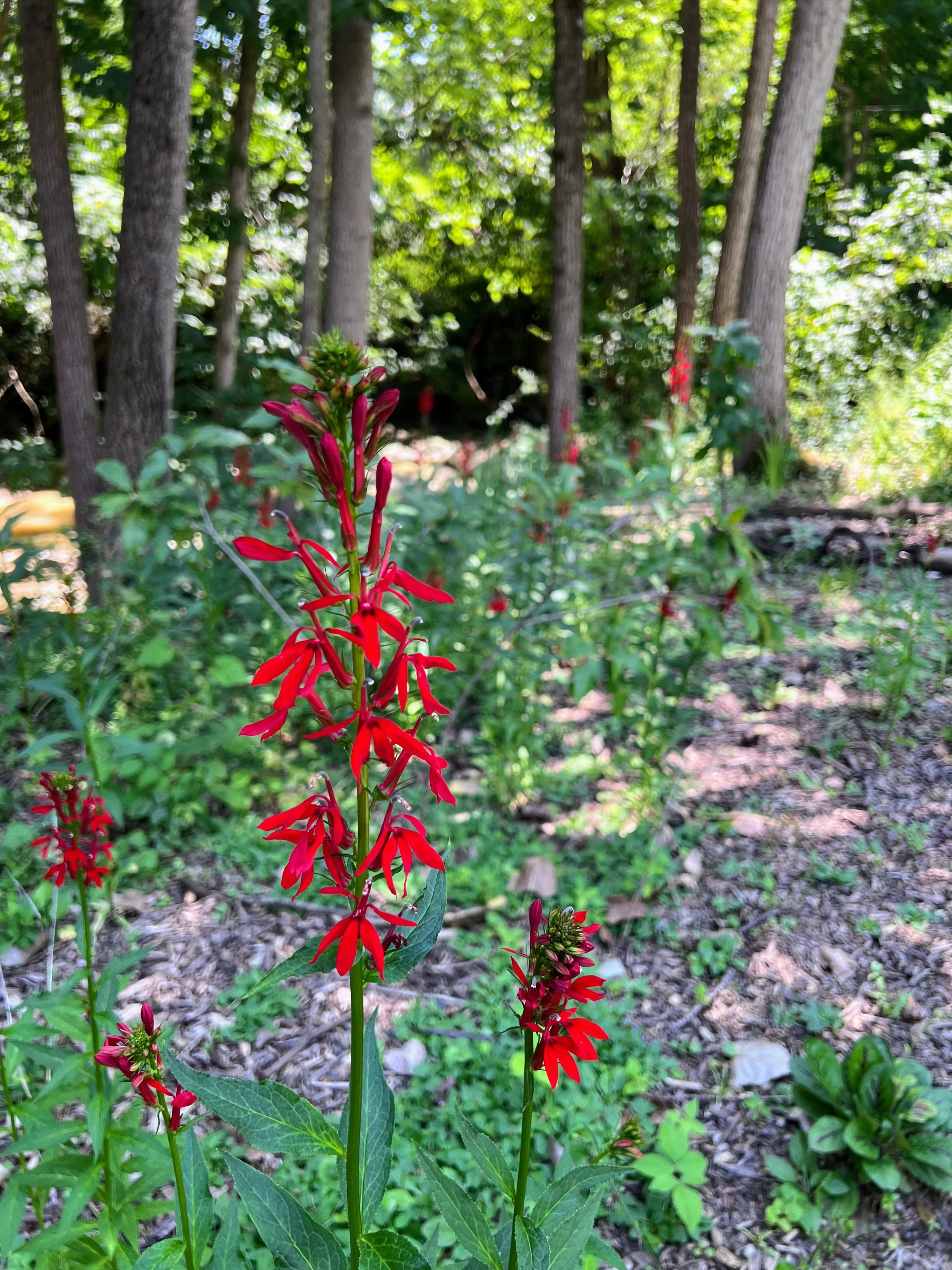 Cardinal Flower (Lobelia cardinalis) 3.jpg