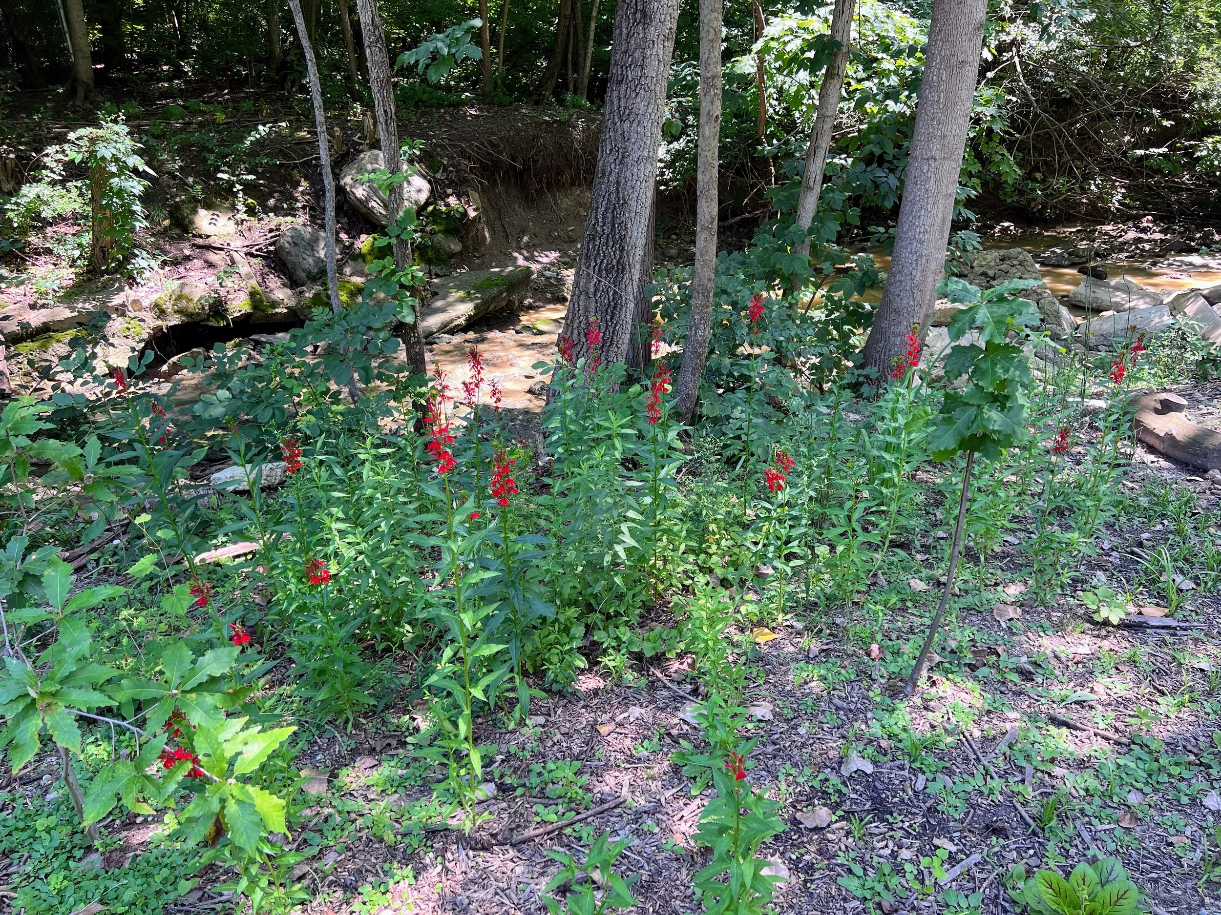 Cardinal Flower (Lobelia cardinalis).jpg