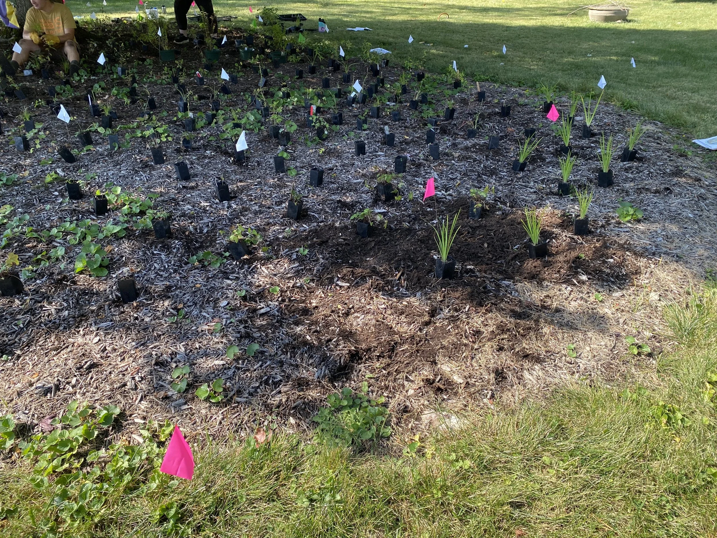 Colleen's Garden 4.jpeg