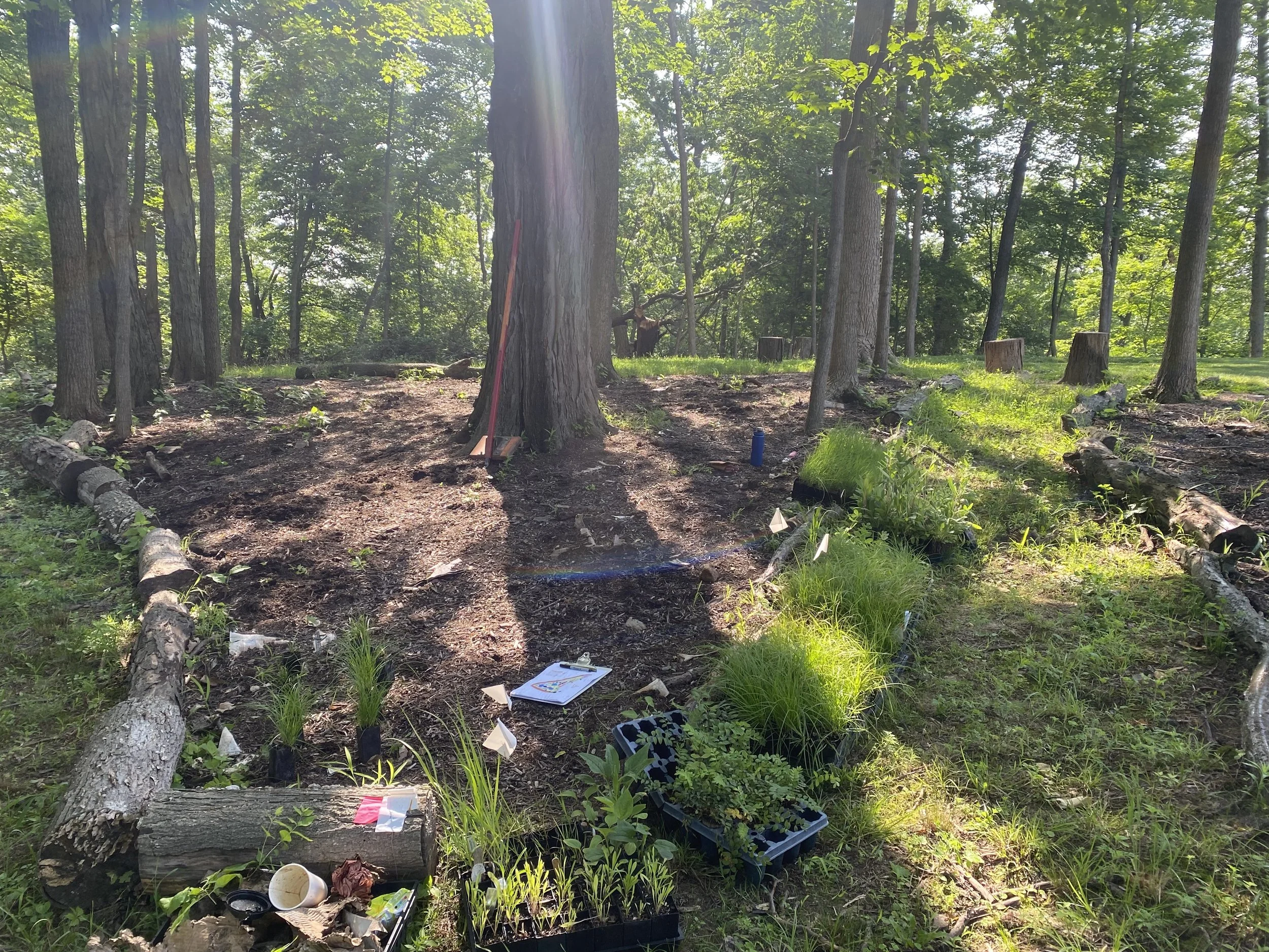 Sherri + Dave's garden 2.jpeg