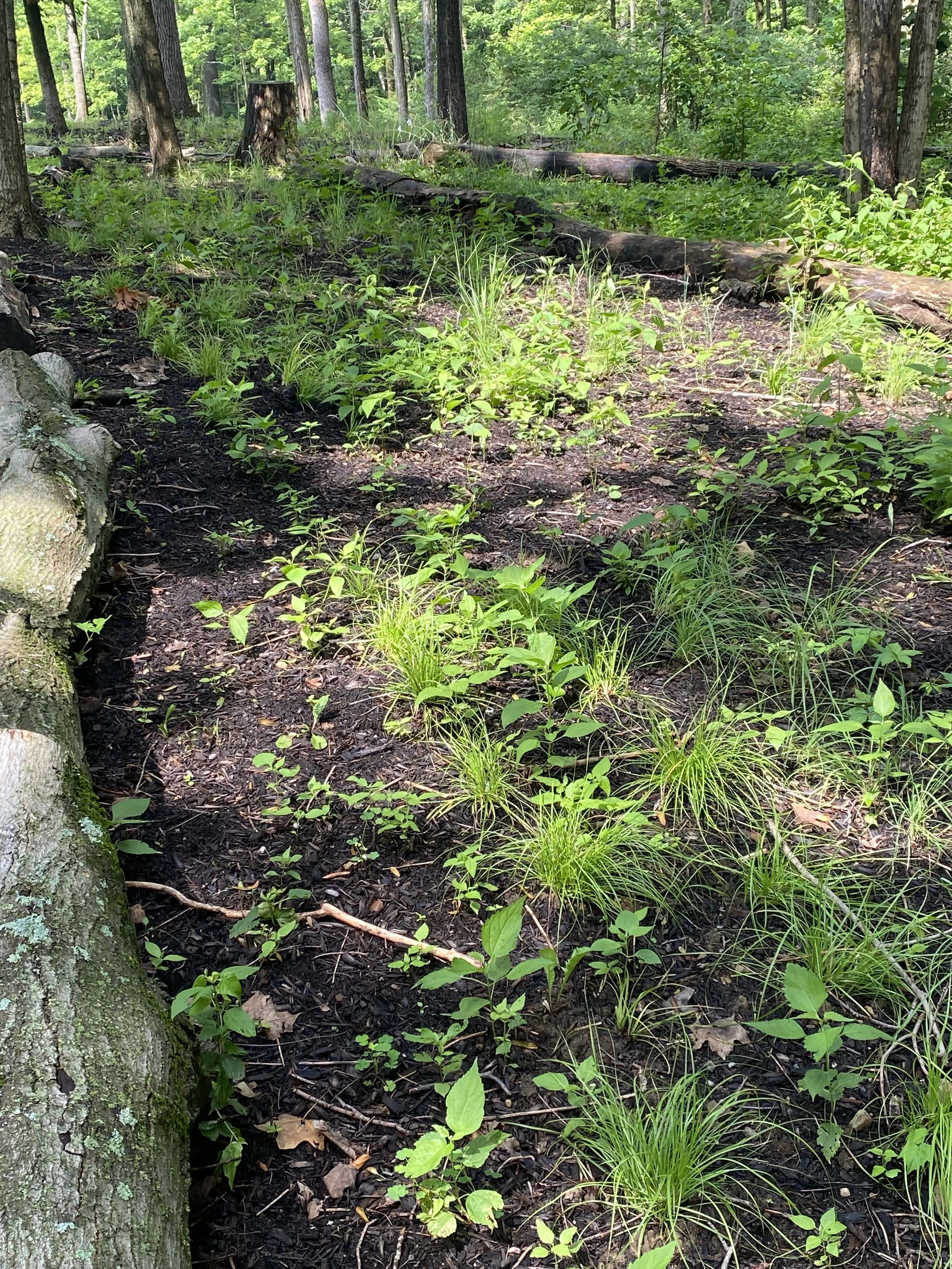 Sherri + Dave's Garden 3.jpeg