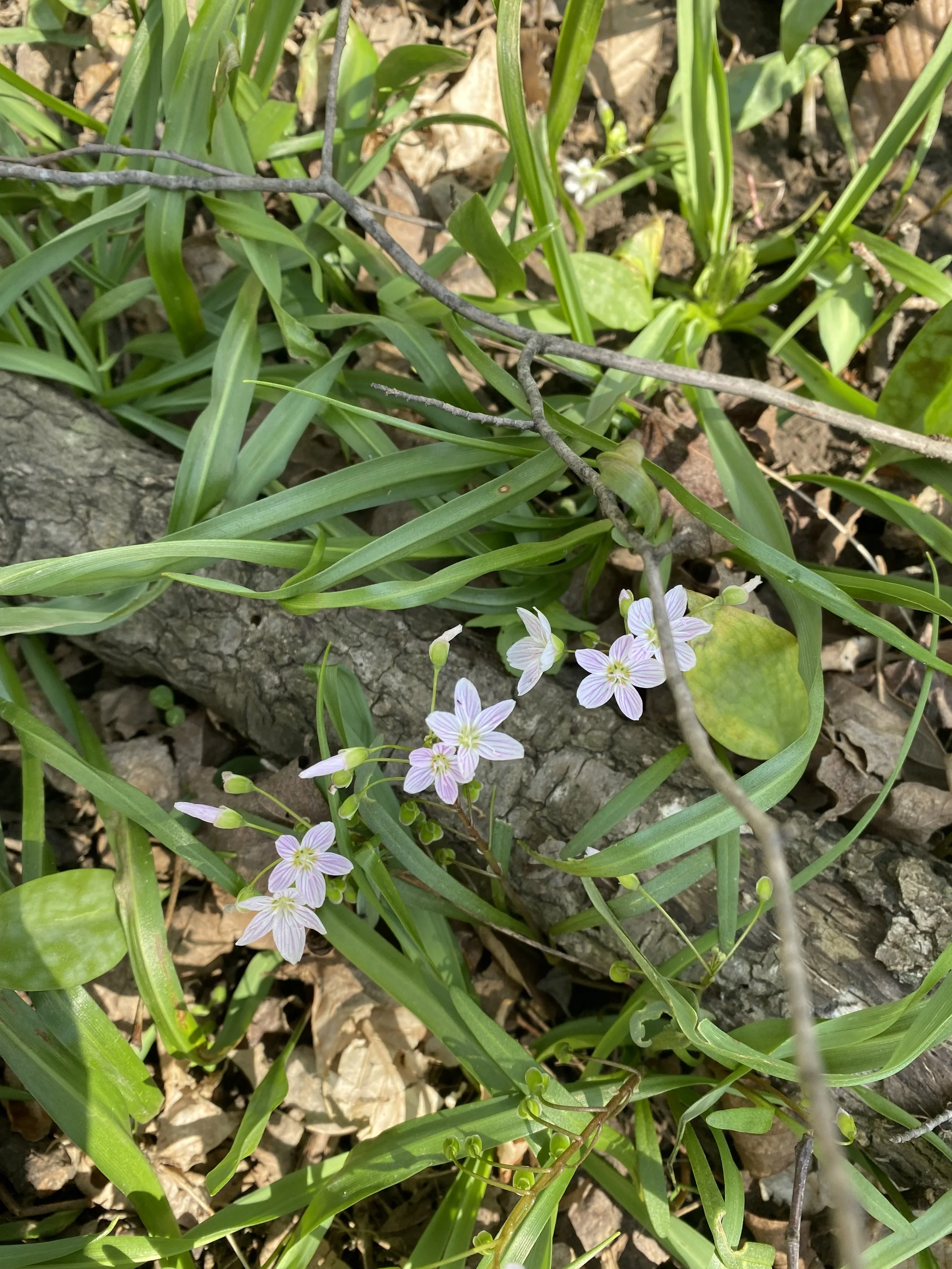 Bill's Spring Ephemerals 3.jpeg