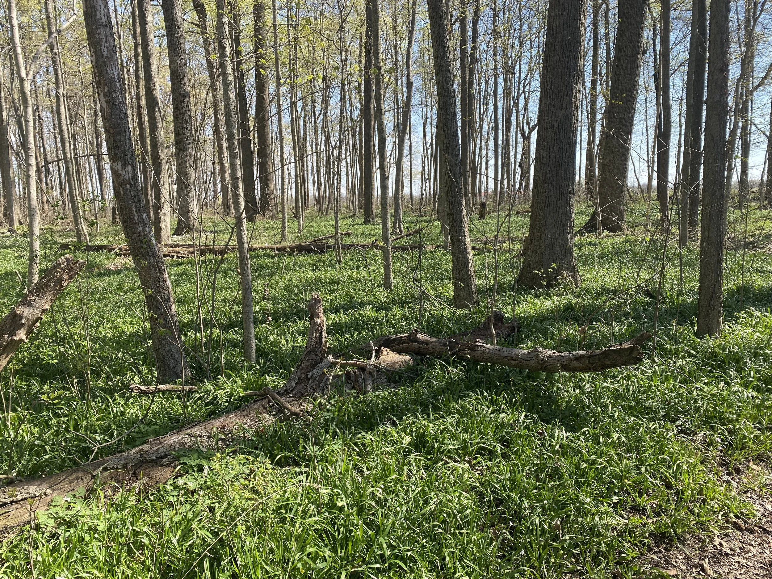 Bill's Spring Ephemerals 2.jpeg