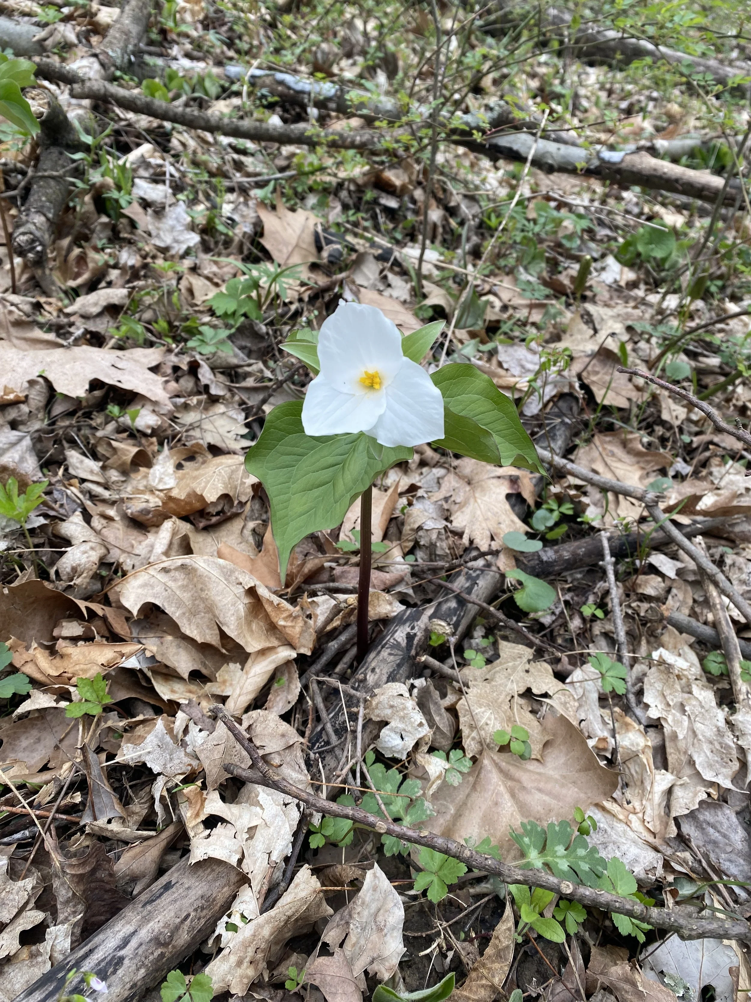 Spring Ephemerals.jpeg