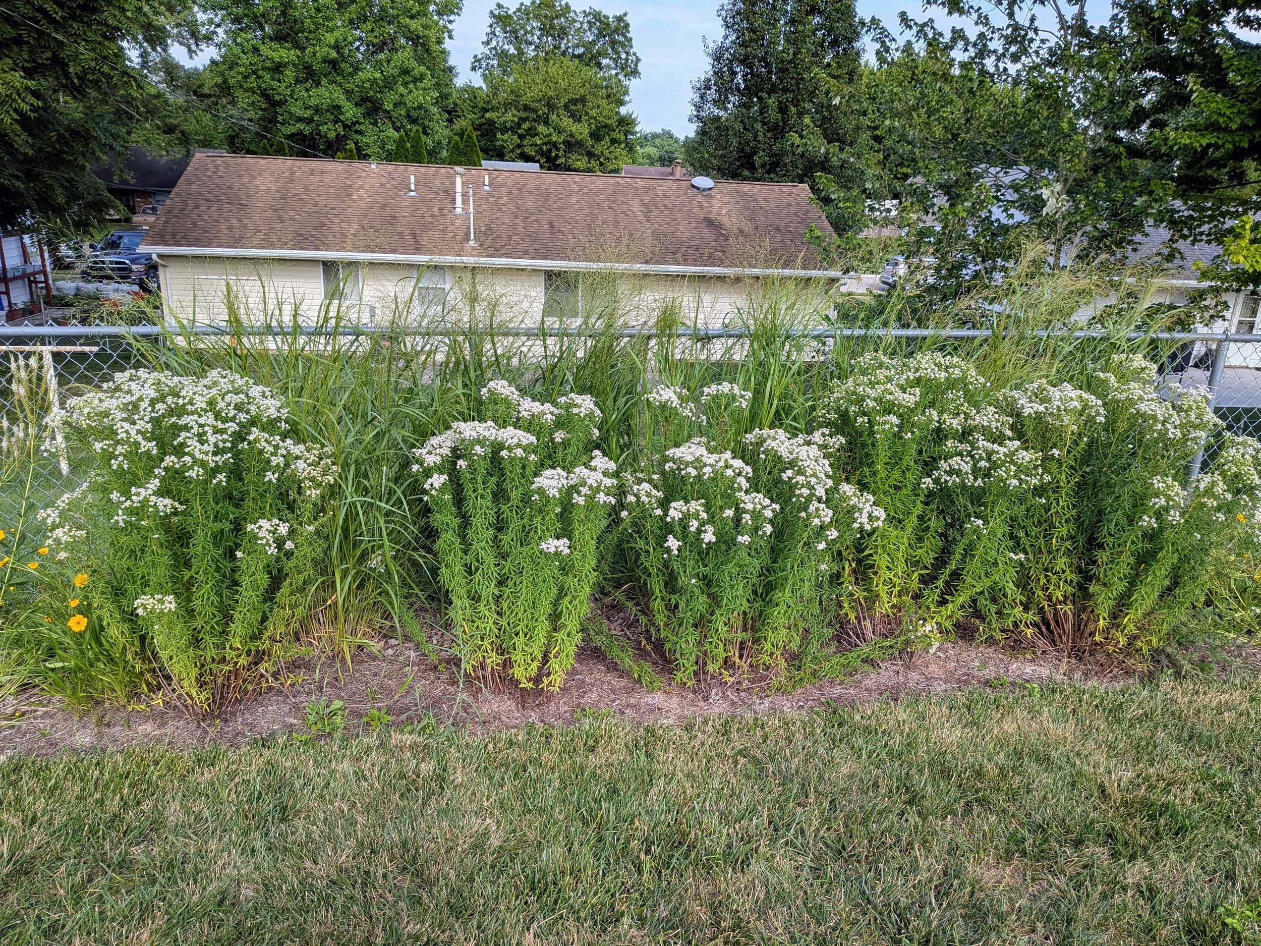 Molly's Garden.jpg