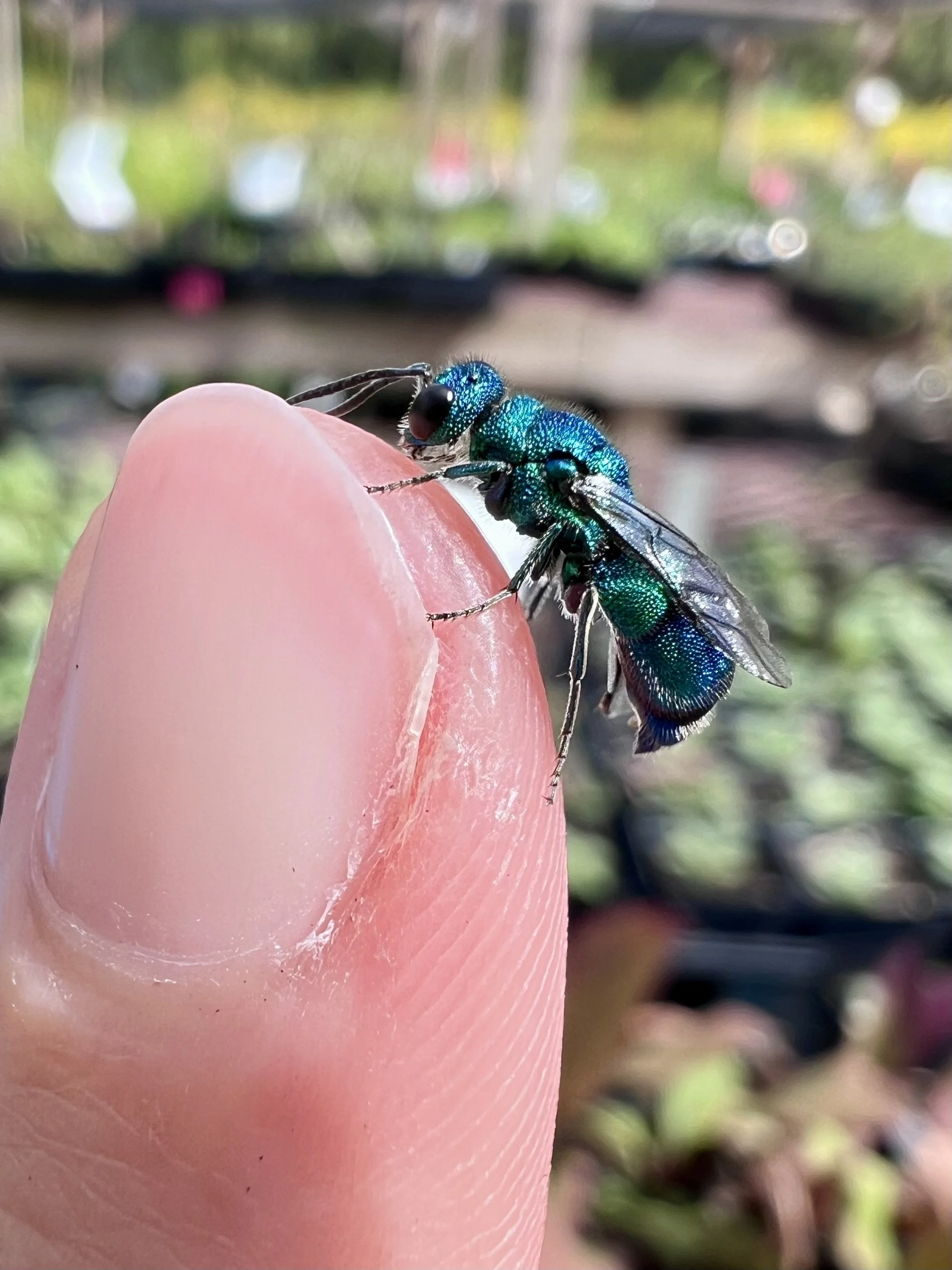 Blue Wasp.jpeg