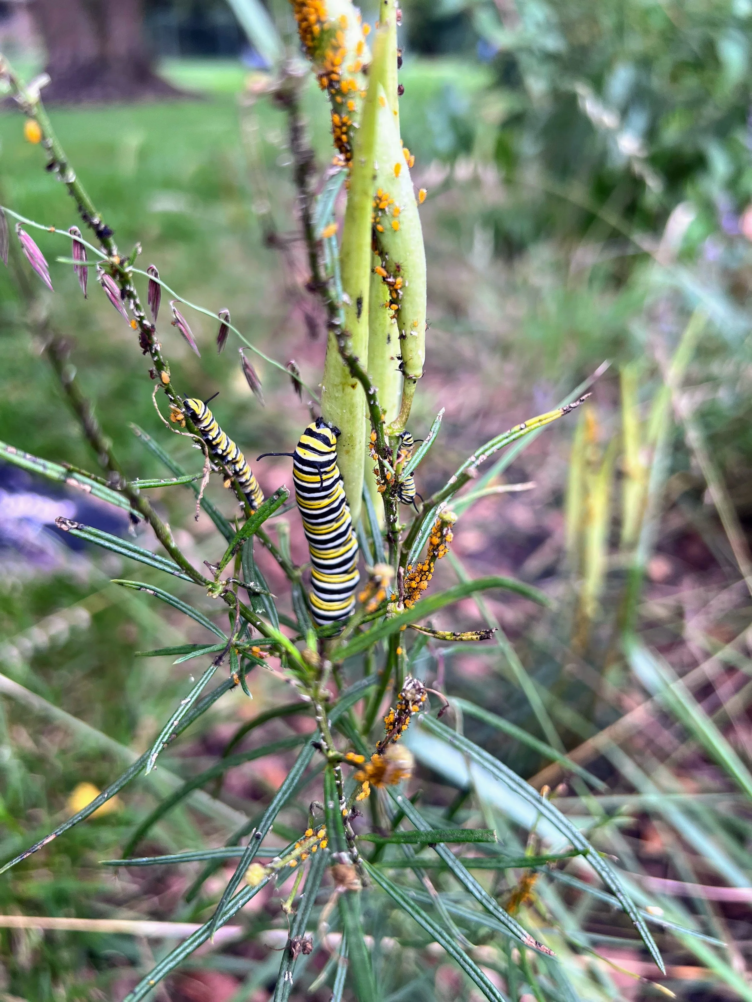 Caterpillar 5.jpg