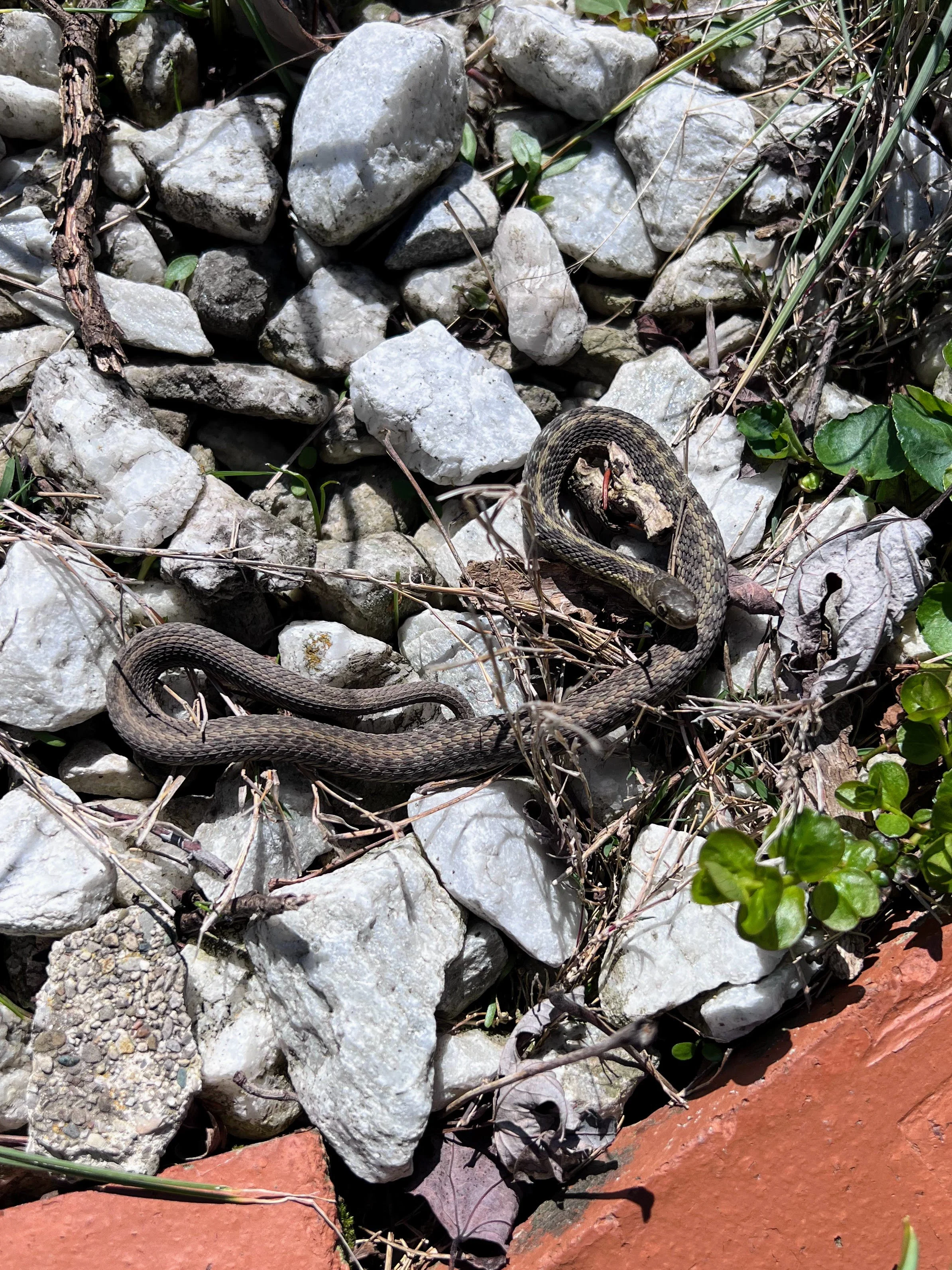 Garter Snake.jpg