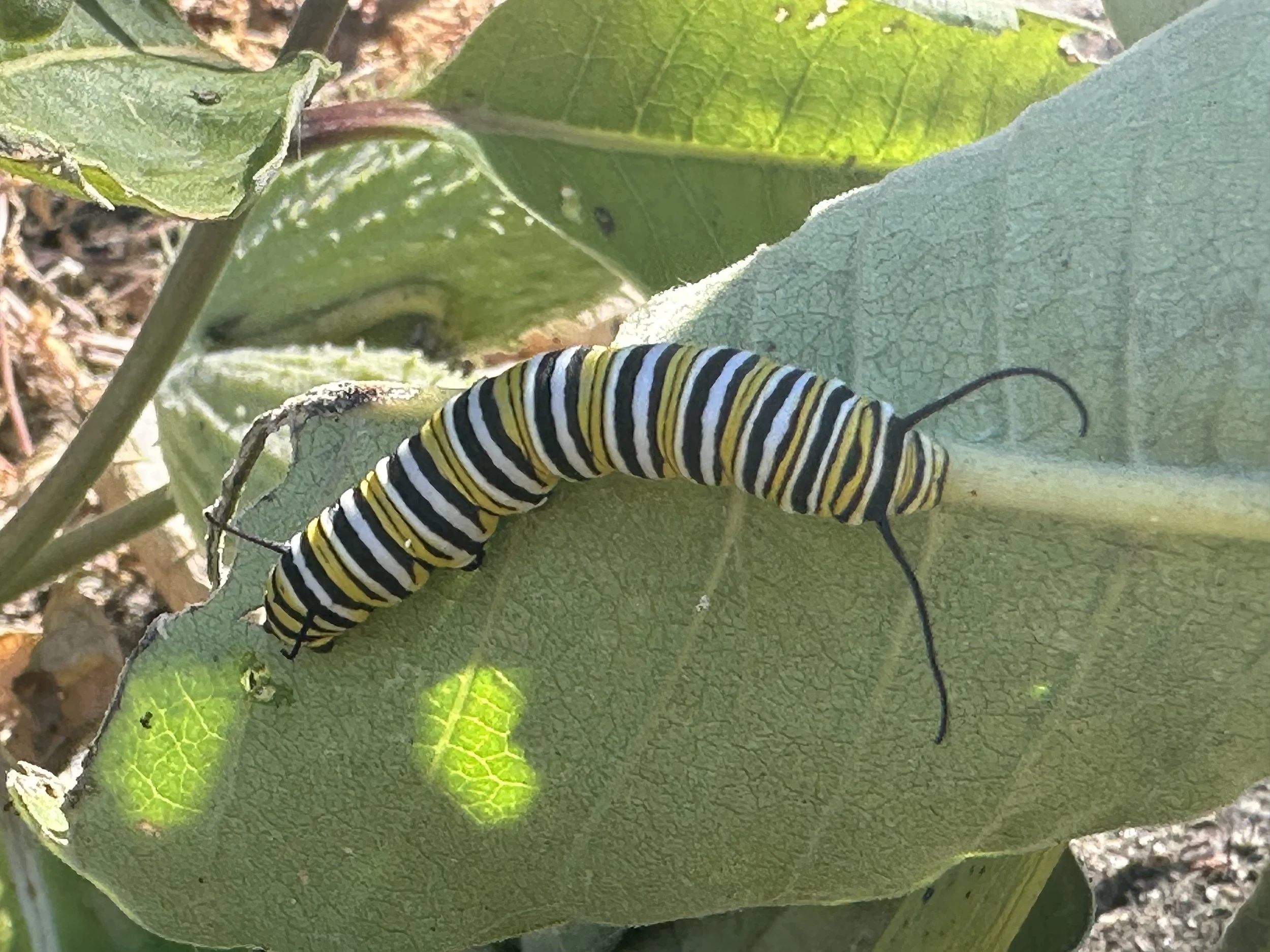 Monarch Caterpillar.jpeg