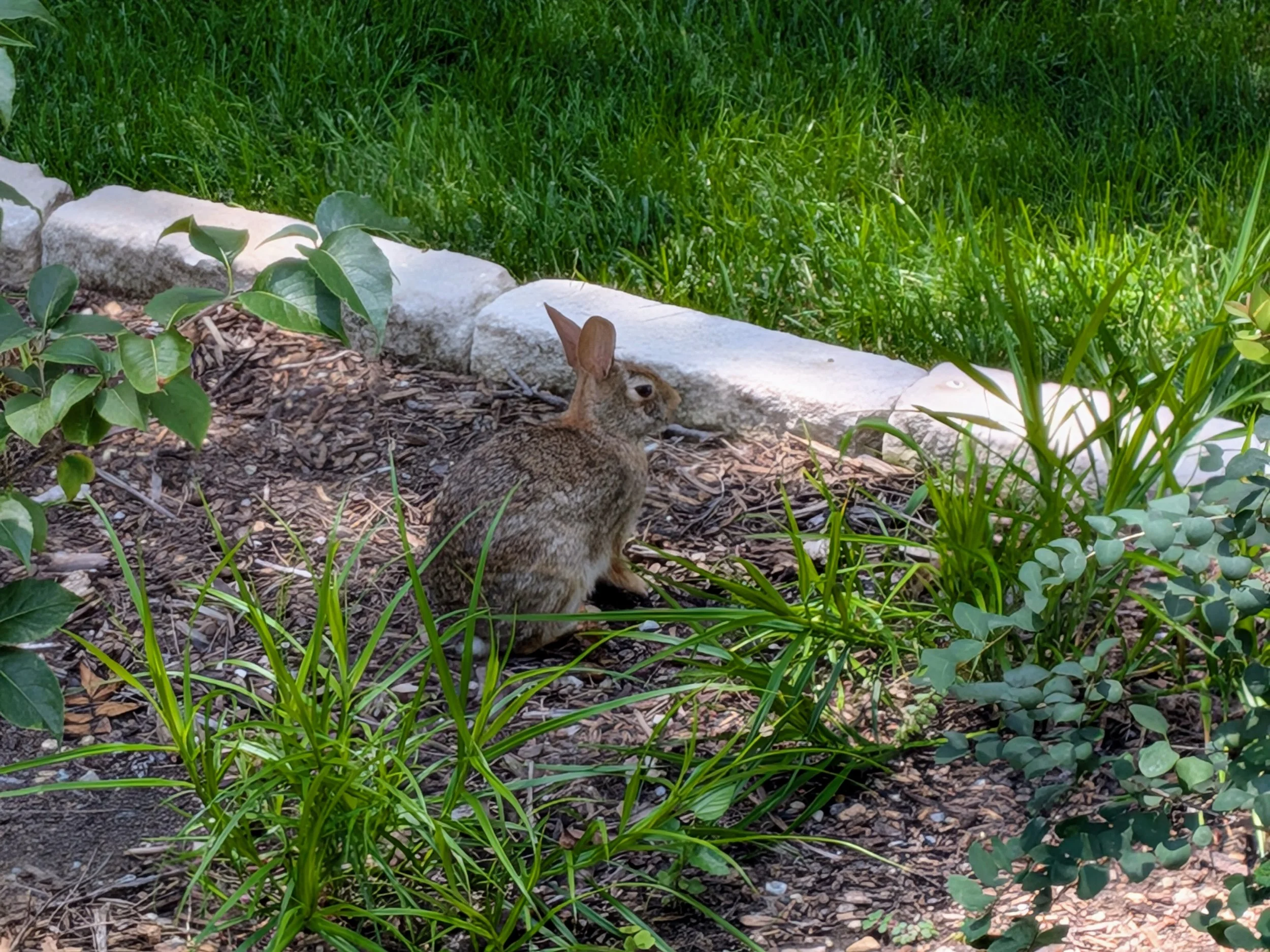 Rabbit.jpg