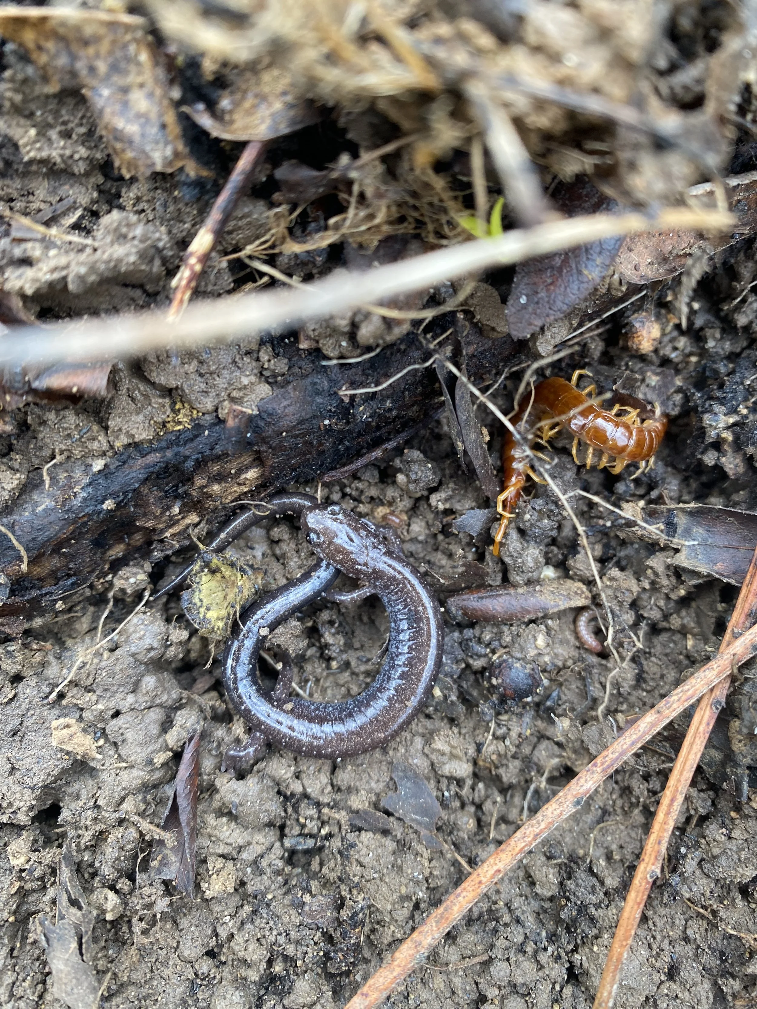 Salamander + .jpeg