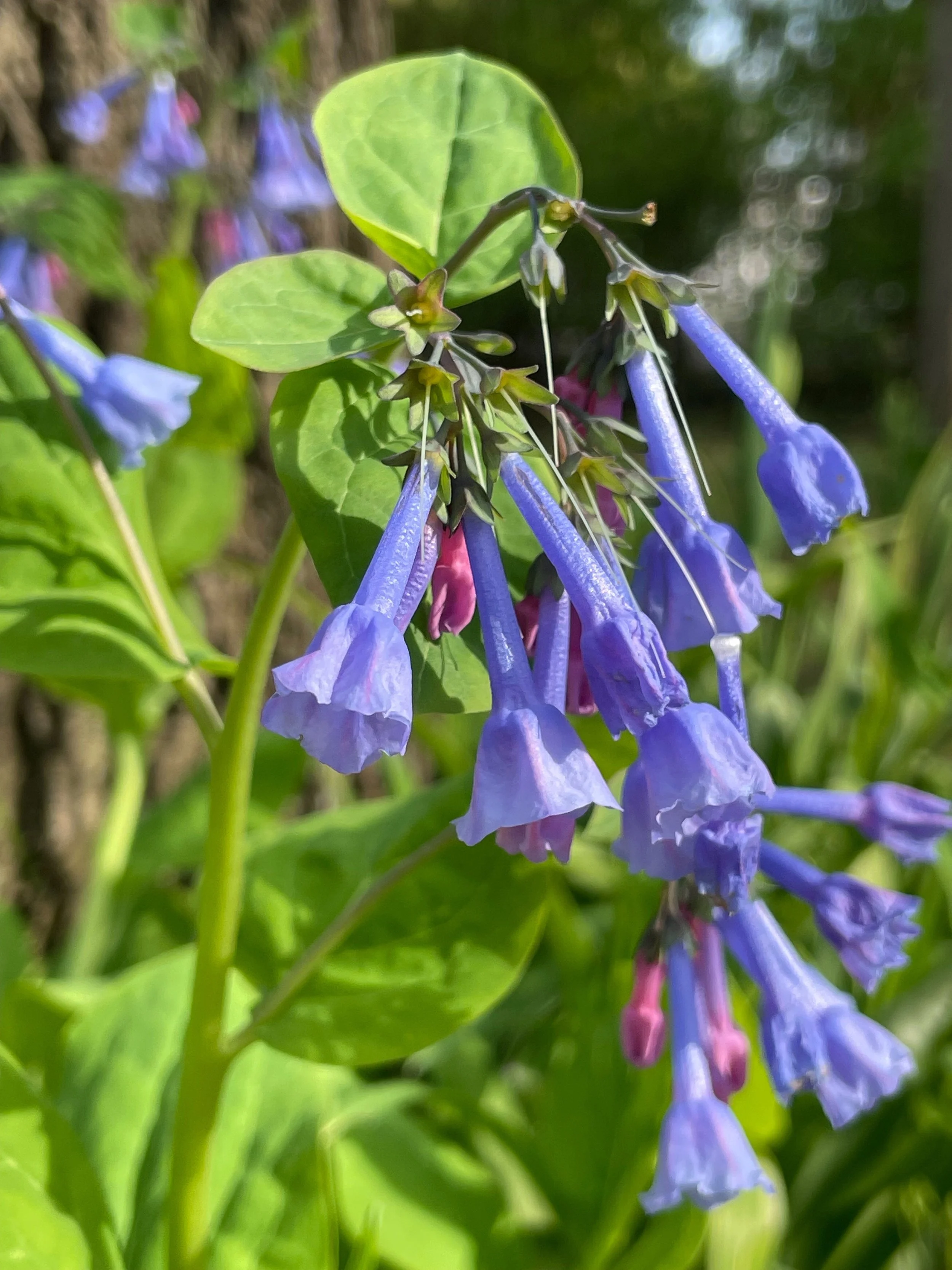 Virginia Bluebells (Mertensia virginica).jpeg
