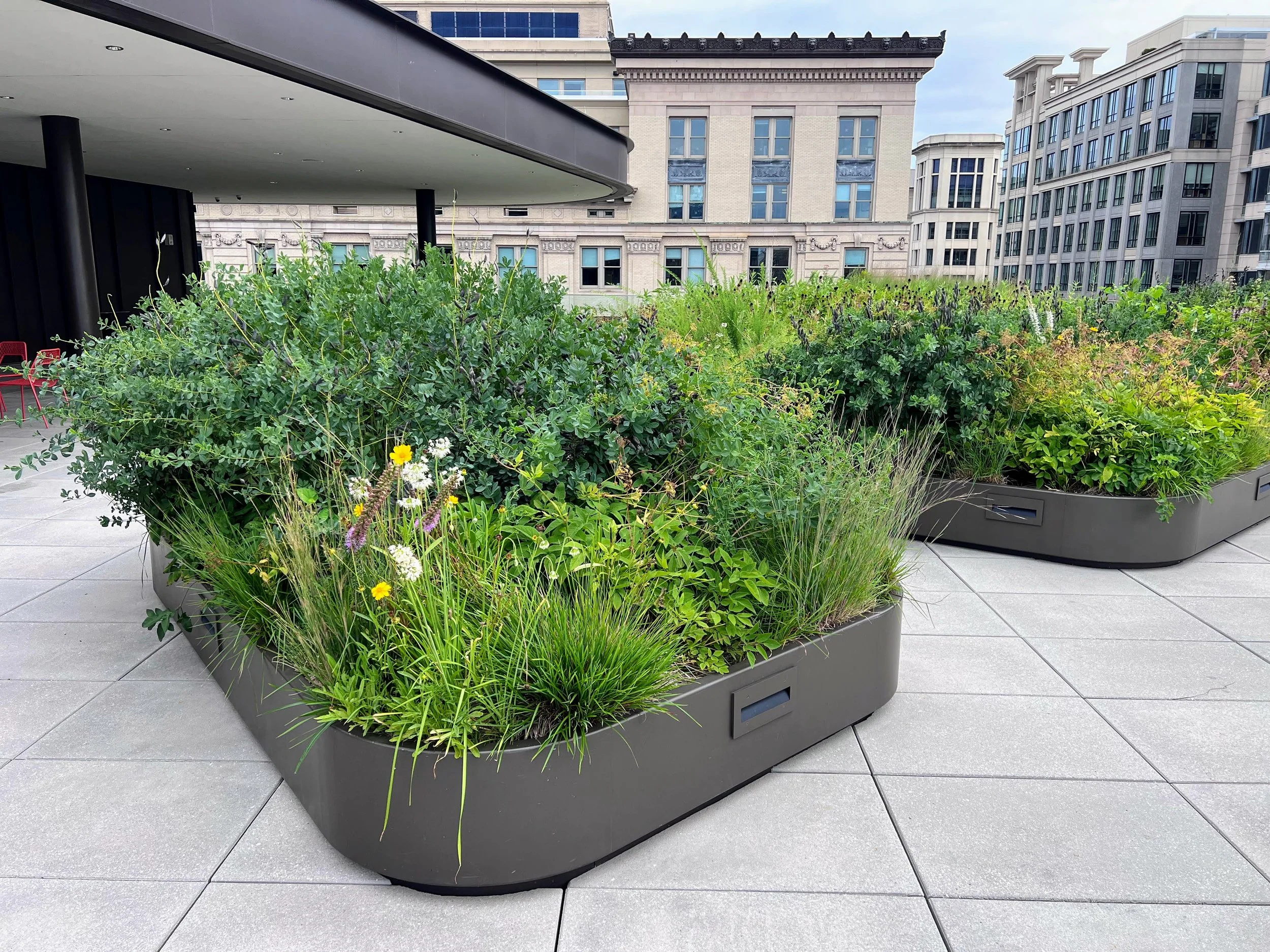 Formal native planting