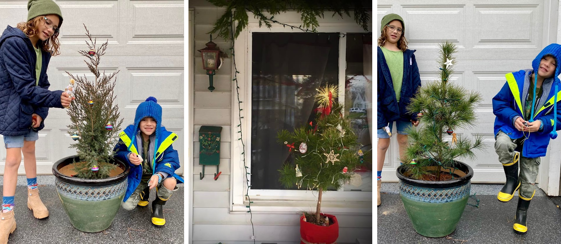 Celebrate the Holidays Sustainably with Deeply Rooted Landscapes’ Tree ...