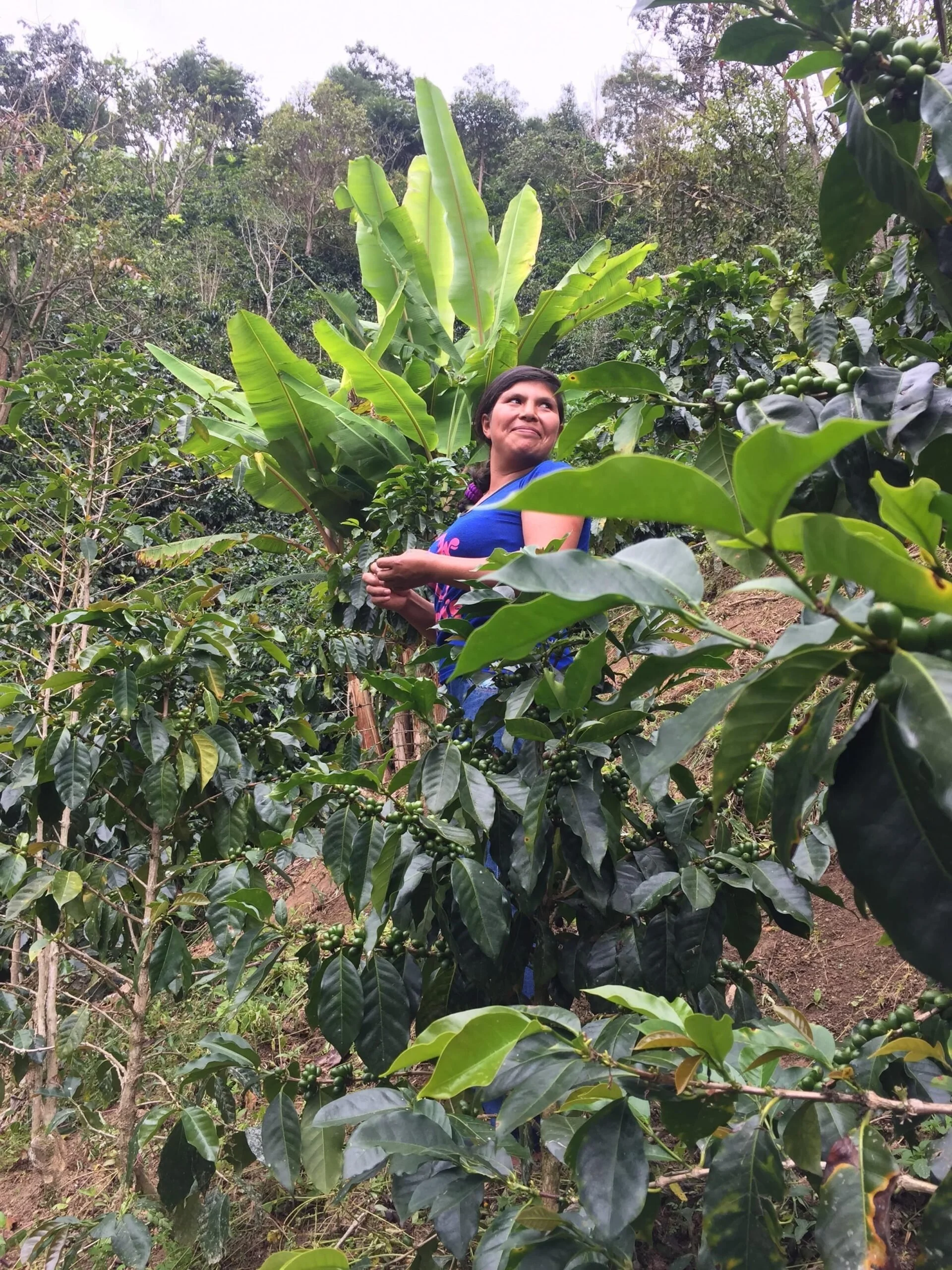Peru-El-Oso-de-COOPAFSI-Fairtrade-Organic-Maria-and-diversified-farm-min-scaled-1.jpg
