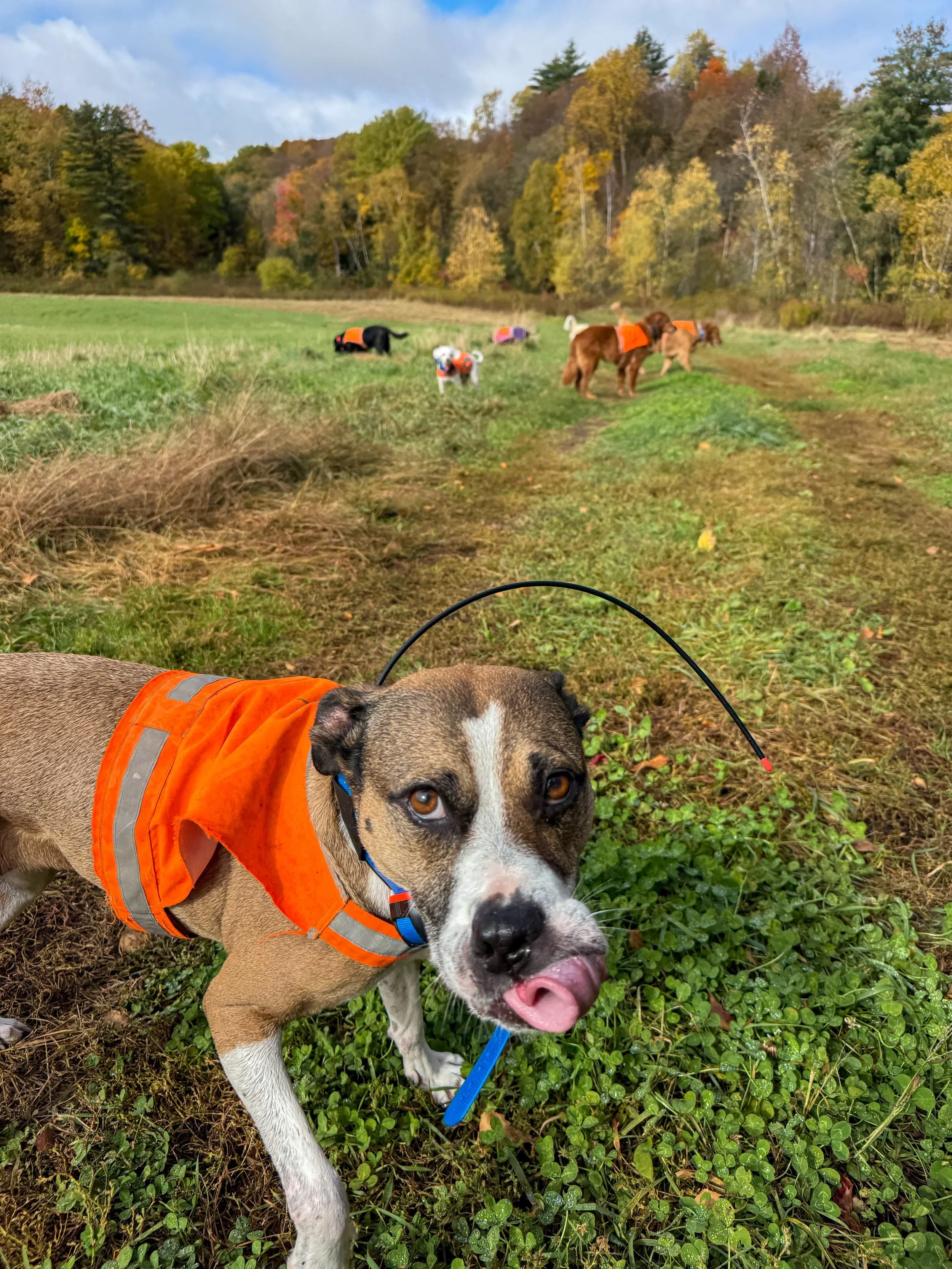 We had a drop in visit from our old pal Cleo D! Cleo was a member of the crew for many years before some health issues ended her time with the pack. She is starting to feel more like herself and wanted to come get her yayas out with her buddies 🧡🧡?