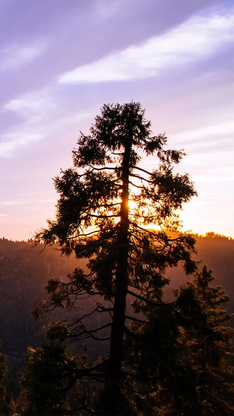Phone-Wallpaper-6-Golden-Sequoias.jpg