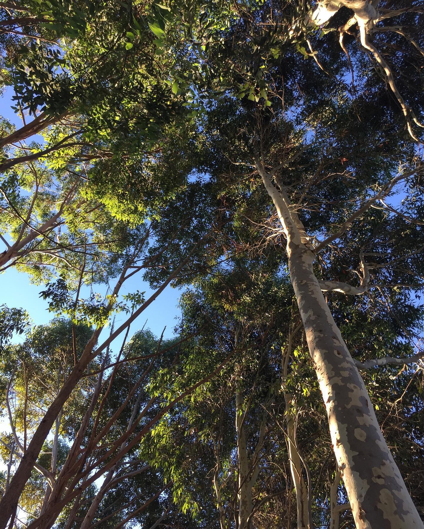 Today, and every day, we acknowledge the Taungurung People as the traditional owners of this land on which we live, work, farm and play. 🧡🖤 We recognise their centuries of land stewardship, and acknowledge that sovereignty has never been ceded. We 