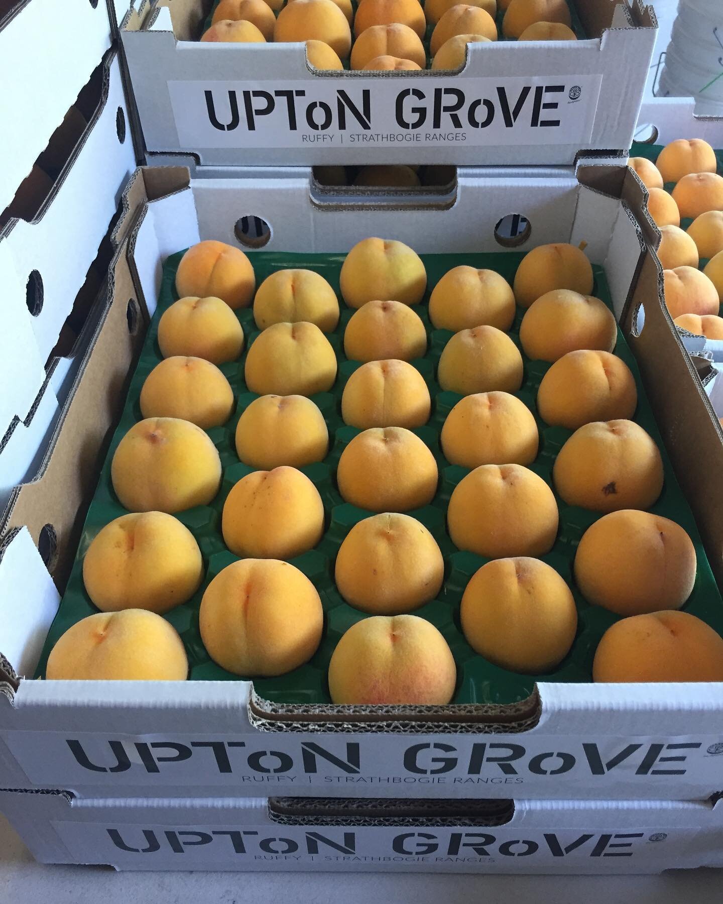 Our Demeter biodynamic certified Tatura 211 clingstone peaches are now available in organic grocers across Melbourne. It&rsquo;s a short season so be sure to ask your supplier for Upton Grove clingstone peaches now 🍑😋 #Uptongrove #uptongroveruffy #