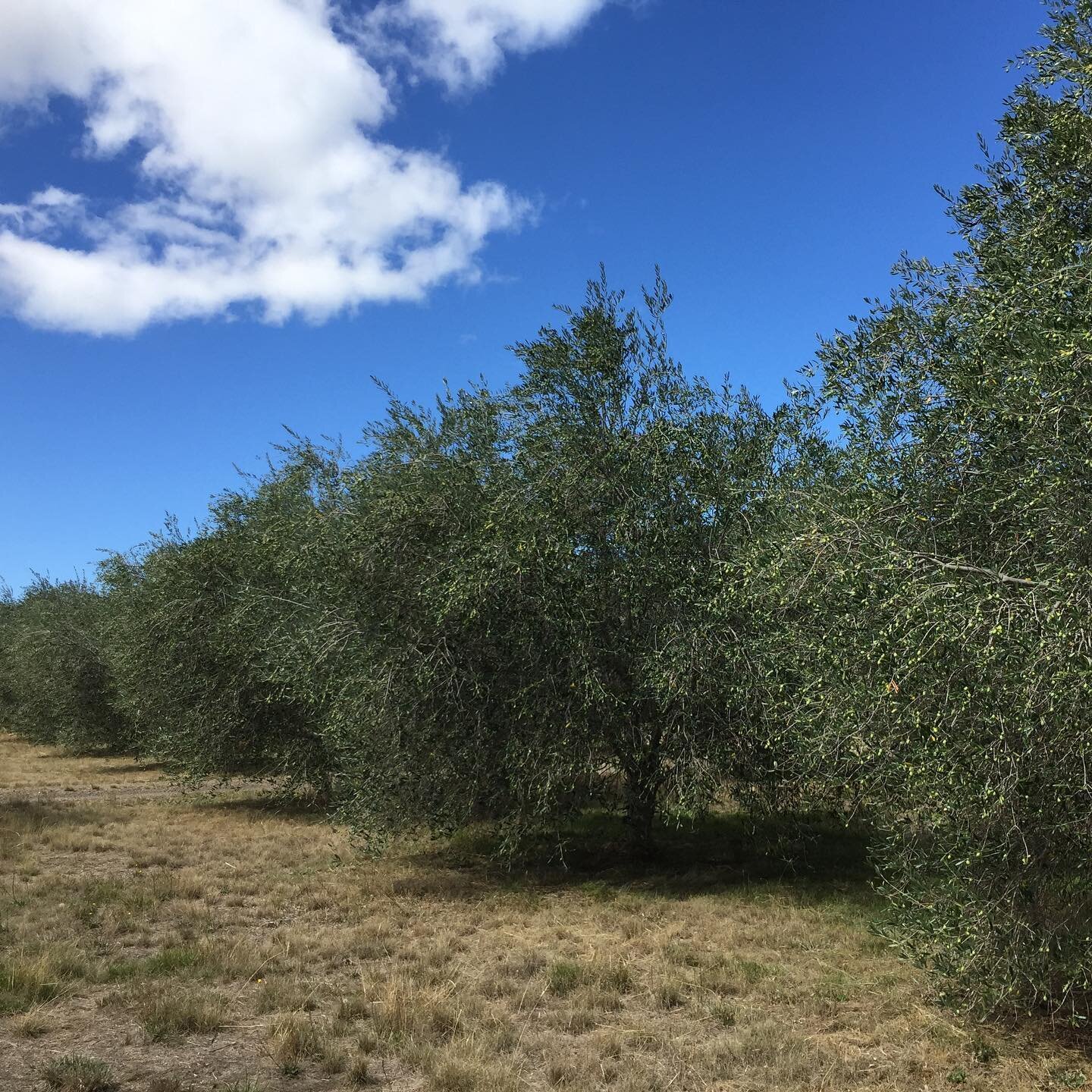 The olives are developing beautifully this fine autumn... harvest will be in May, limited edition EVOO will be ready to purchase in July 🌿 #demetercertified #biodynamicfarming #uptongroveruffy #uptongrove #oliveoil #olivegrove #strathbogieranges #bi