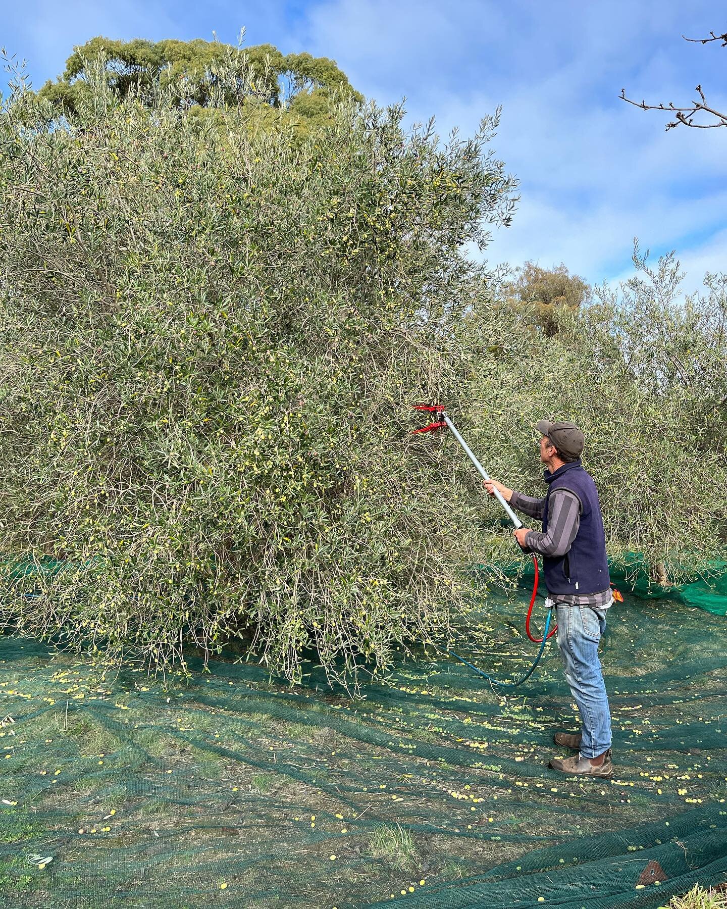 Apologies for our Insta disappearance&hellip; I bought a new phone and was unable to log into Upton Grove for a while. In the meantime, we&rsquo;ve had a big olive harvest! Oil will be available directly from us or through the @fowles_wine restaurant