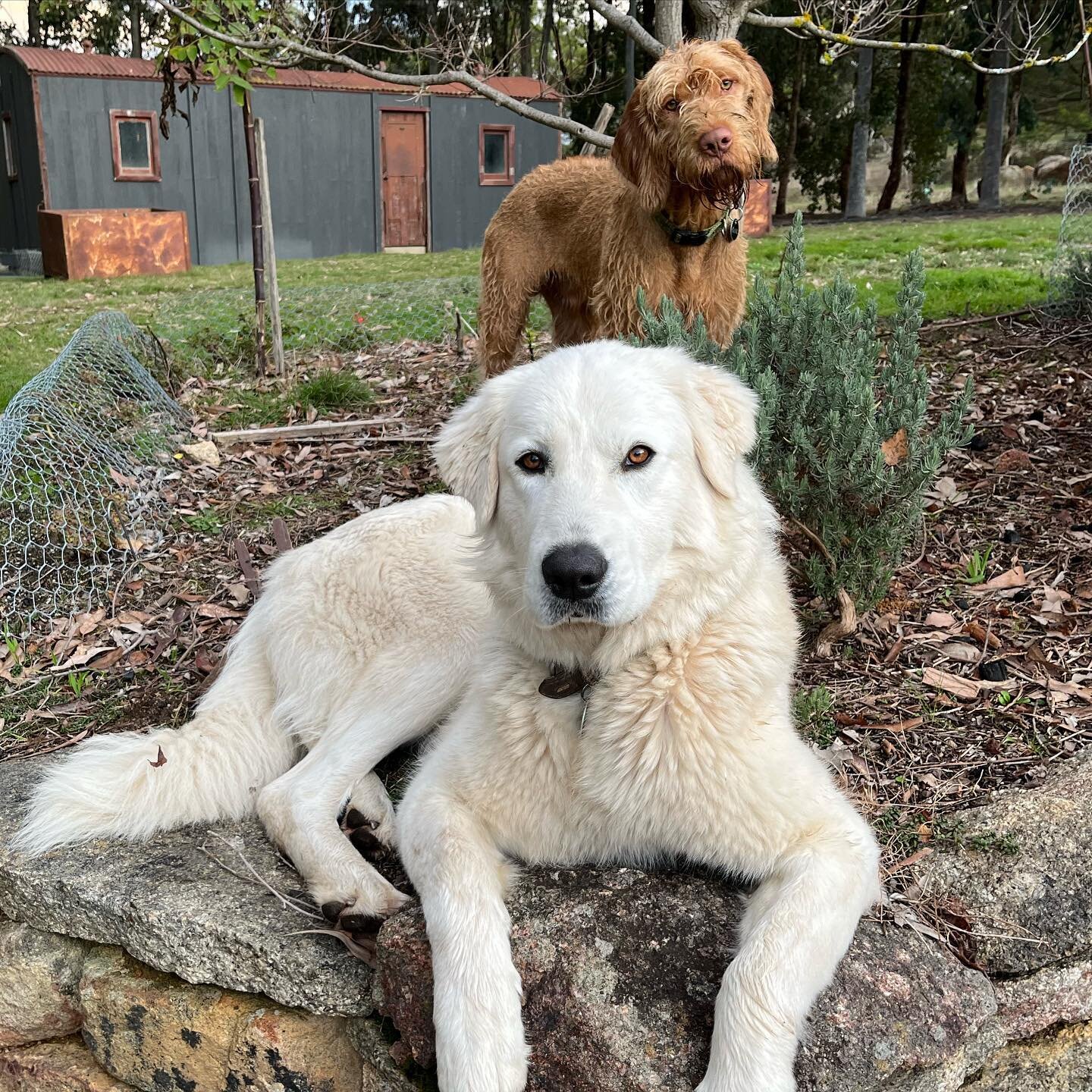 Neve our magnificent maremma and Hank our cheeky wire haired vizsla pup overseeing wood chopping duties #farmpupfriday #maremmasheepdog #wirehairedvizsla