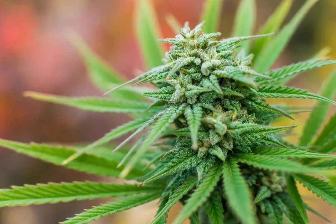 Top Shelf Cannabis Premium Washington State Weed Reflective of its
