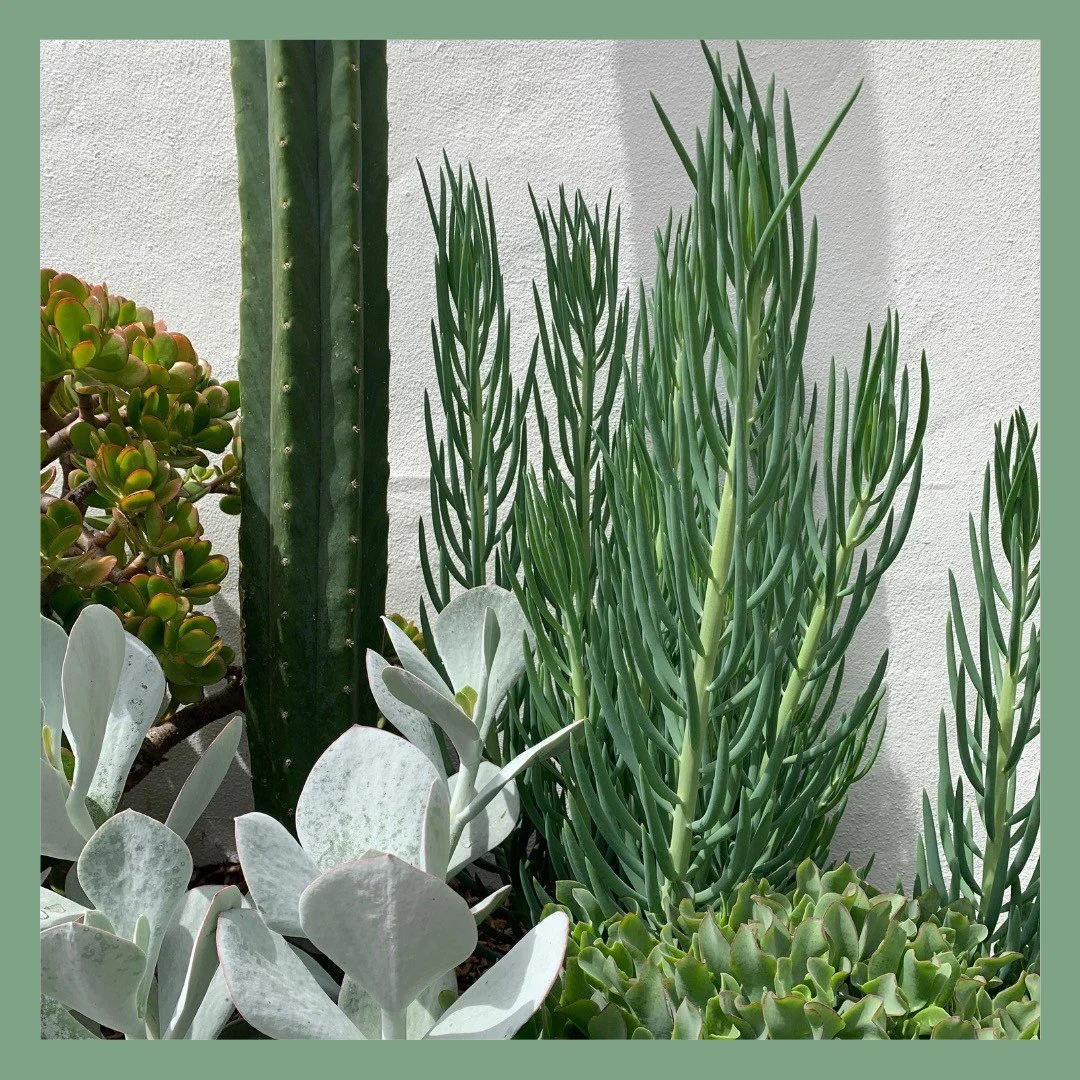 This xeriscape garden is the perfect low maintenance garden for one of our Randwick clients. After completing a modern renovation to their home, we designed a textural garden that compliments their family home. Over a year on it has thrived off the f