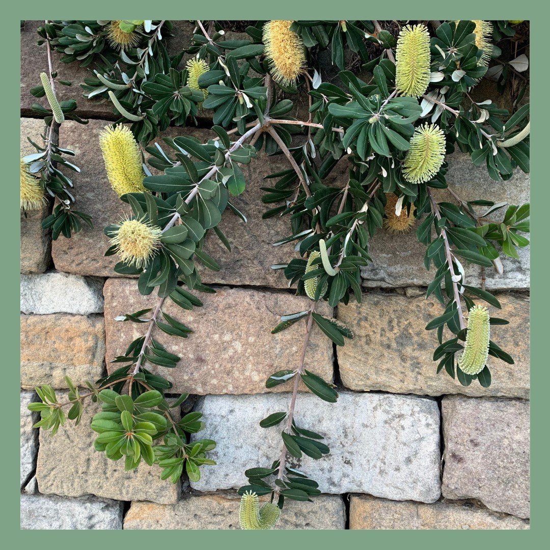 Texture, form and colour - we find all plants inspiring. It's our aim to hero these characteristics in all of our projects. To do this we also need to consider their environmental relationships as well as their maintenance needs. 

#sydneygardens #sy