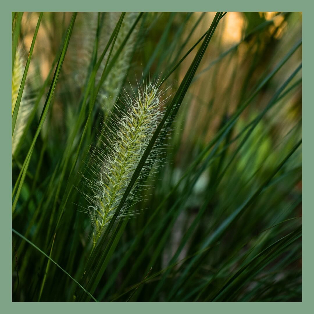 ATTENTION TO DETAIL

Our recently completed Roseville project met the clients brief and solved a range of issues they had on site. These broad needs of the garden didn&rsquo;t distract us from the details that were required to bring this one together