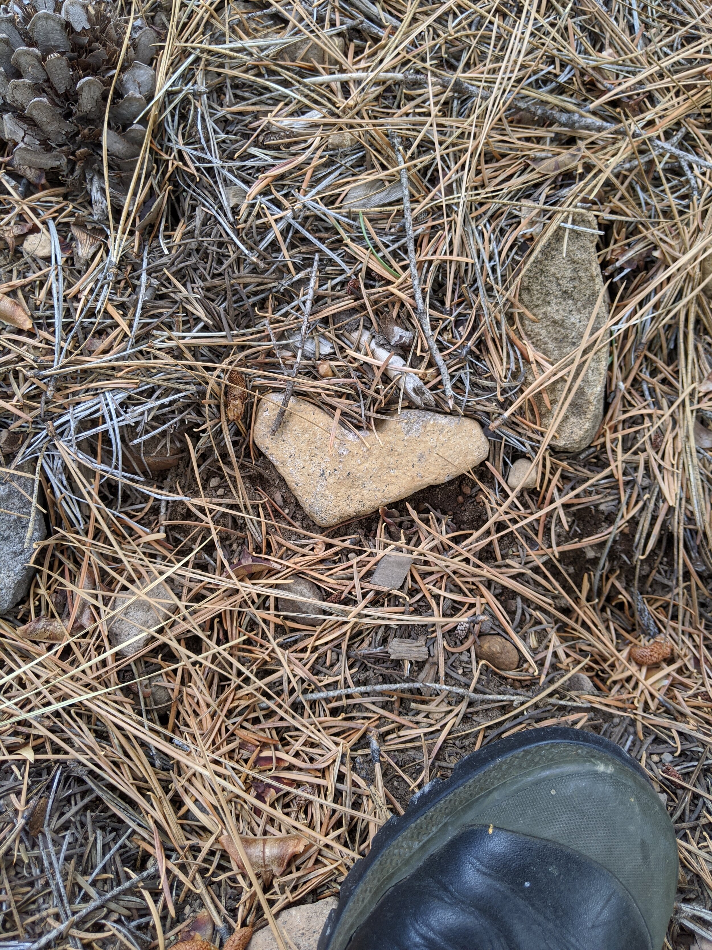 A person wearing a black hiking boot standing on dry leaves, pine needles, and a small heart-shaped rock on the ground.