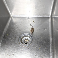 Rats in your restaurant? We can make them disappear