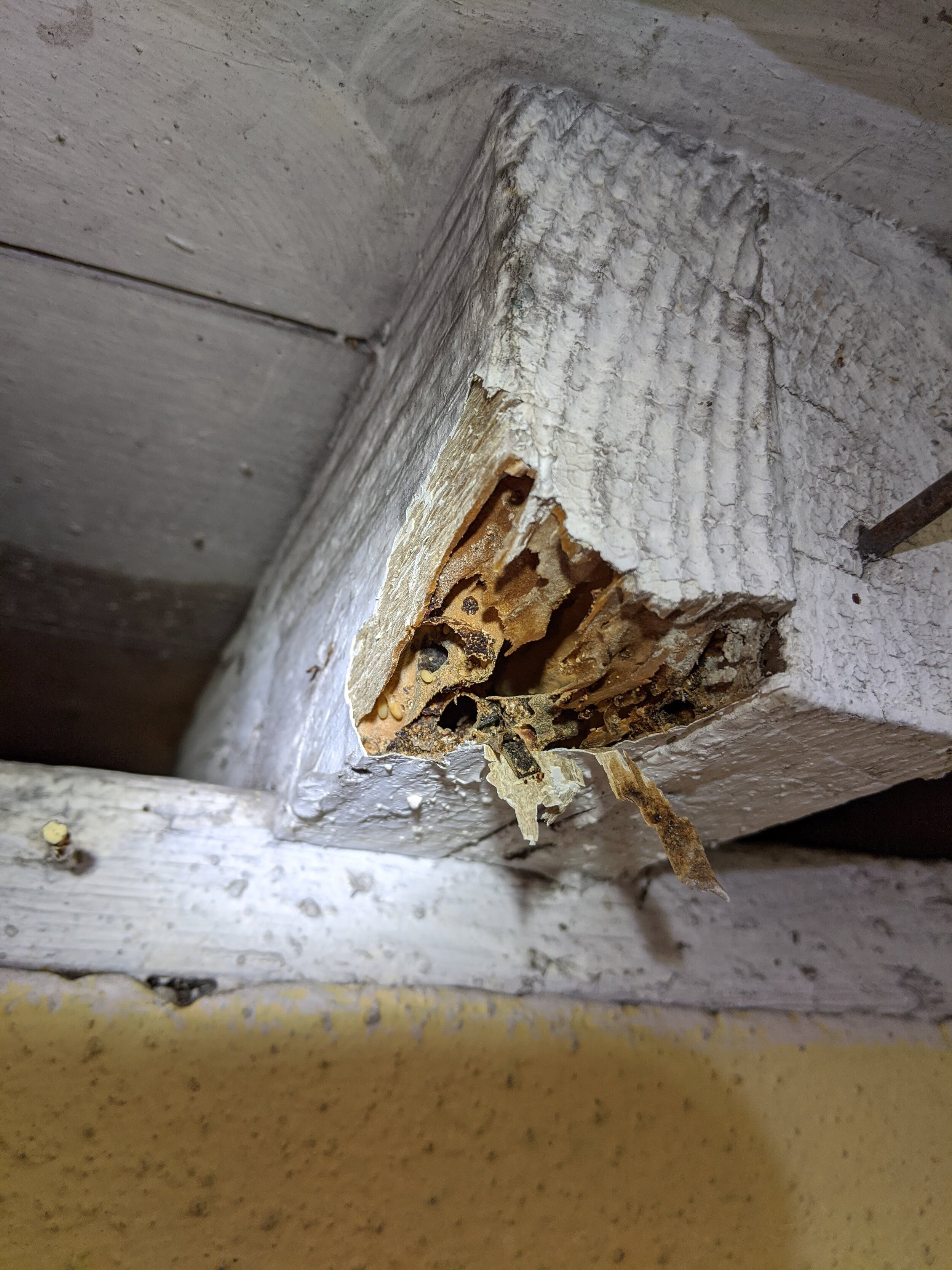 Drywood termite inspection
