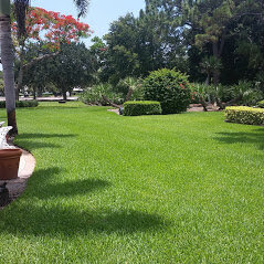 We can make your lawn weed free