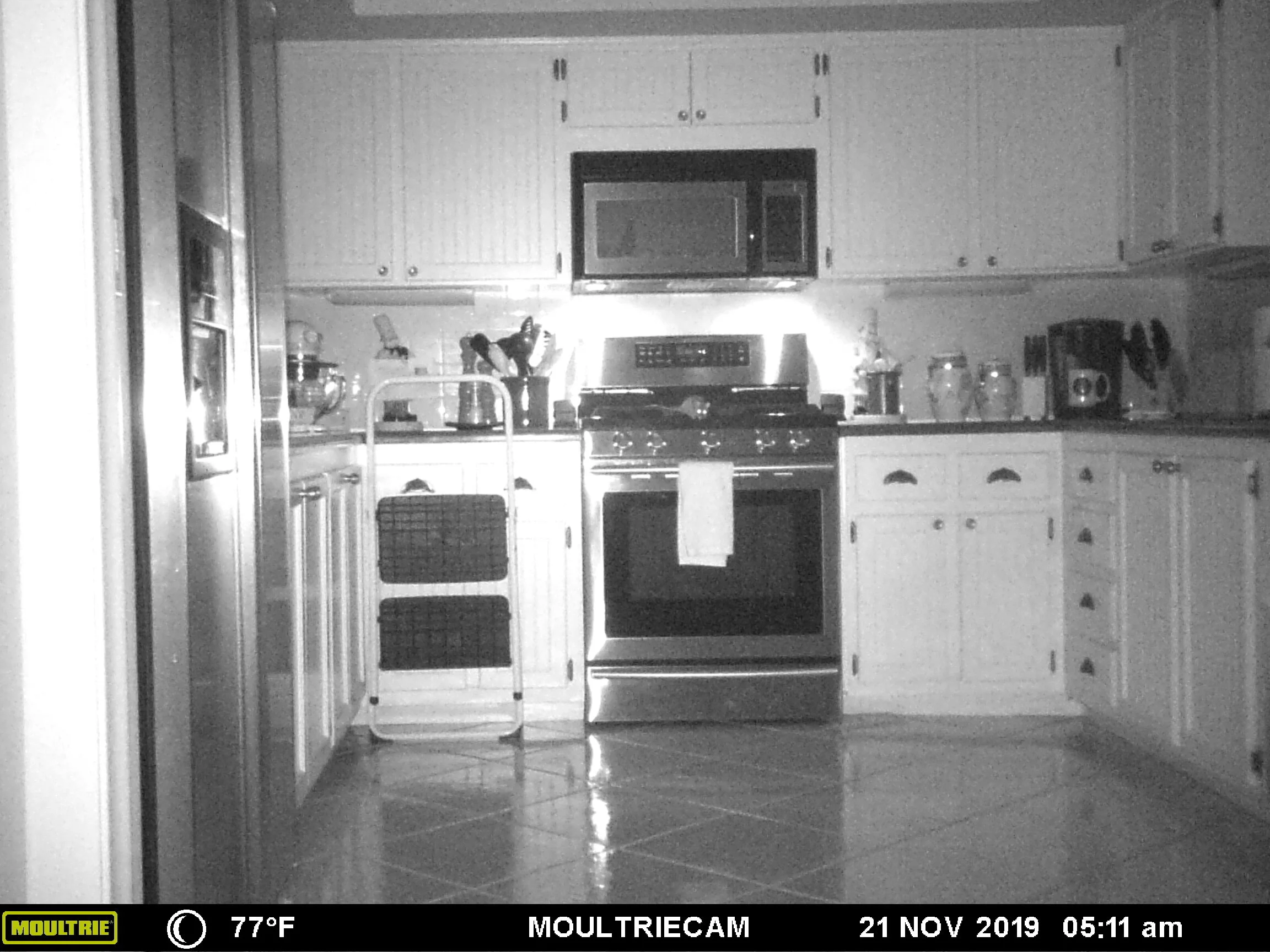 Can you find the rat? We can...